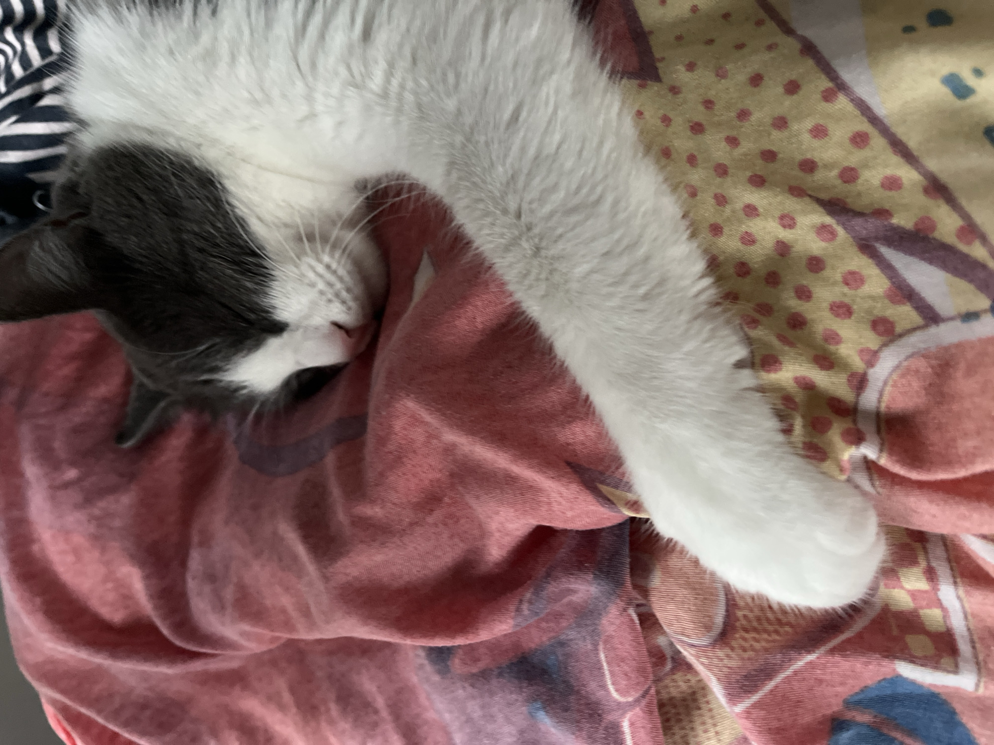 A close-up, overhead shot captures a gray and white cat sleeping soundly on a pink and yellow patterned blanket. The cat is curled on its side, with its eyes closed and its paws tucked in. Its gray fur covers its head and back, while its chest and belly are white. The blanket has a repeating pattern of pink, yellow, and purple shapes, with small red polka dots scattered throughout. The image appears to be taken indoors, possibly in a bedroom, given the soft lighting and the presence of a blanket. The location of Ureki, Georgia, is not discernible from the image itself, as it only provides a view of the cat and the blanket.
