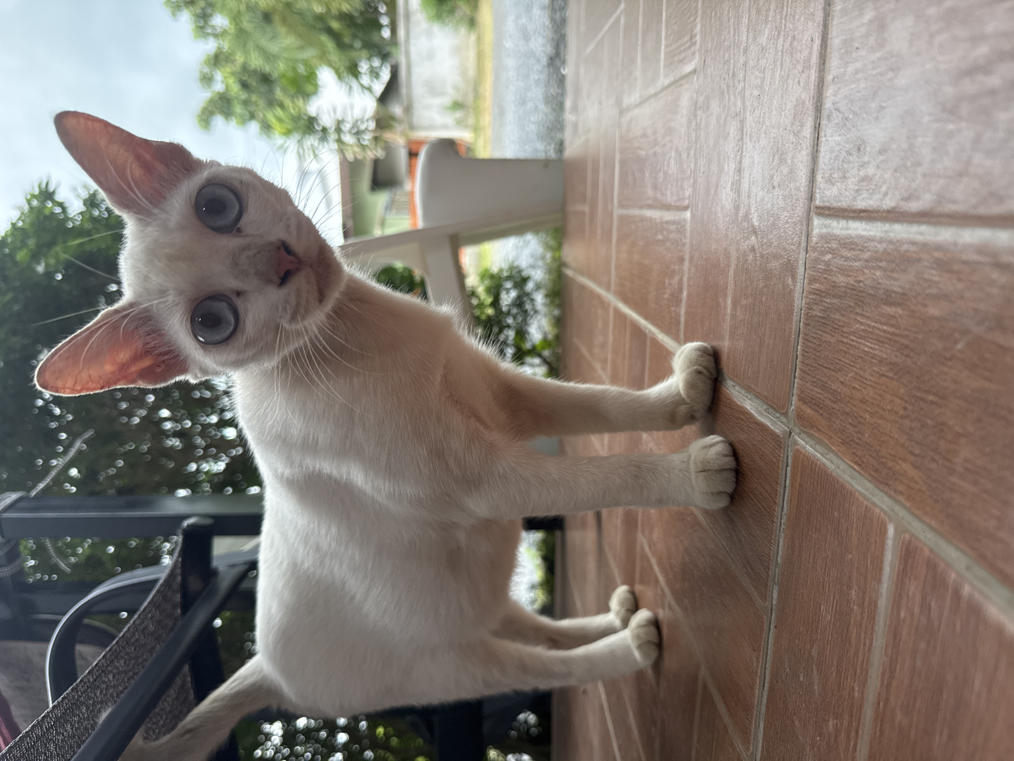 An adult Siamese cat with white fur and blue eyes stands on a tiled patio in front of a building, possibly a home. The cat is facing the camera with its head tilted. In the background, there are trees, a white plastic chair, and a fence. The lighting suggests it is daytime, possibly overcast. The overall scene depicts a domestic outdoor environment in a tropical or subtropical location.