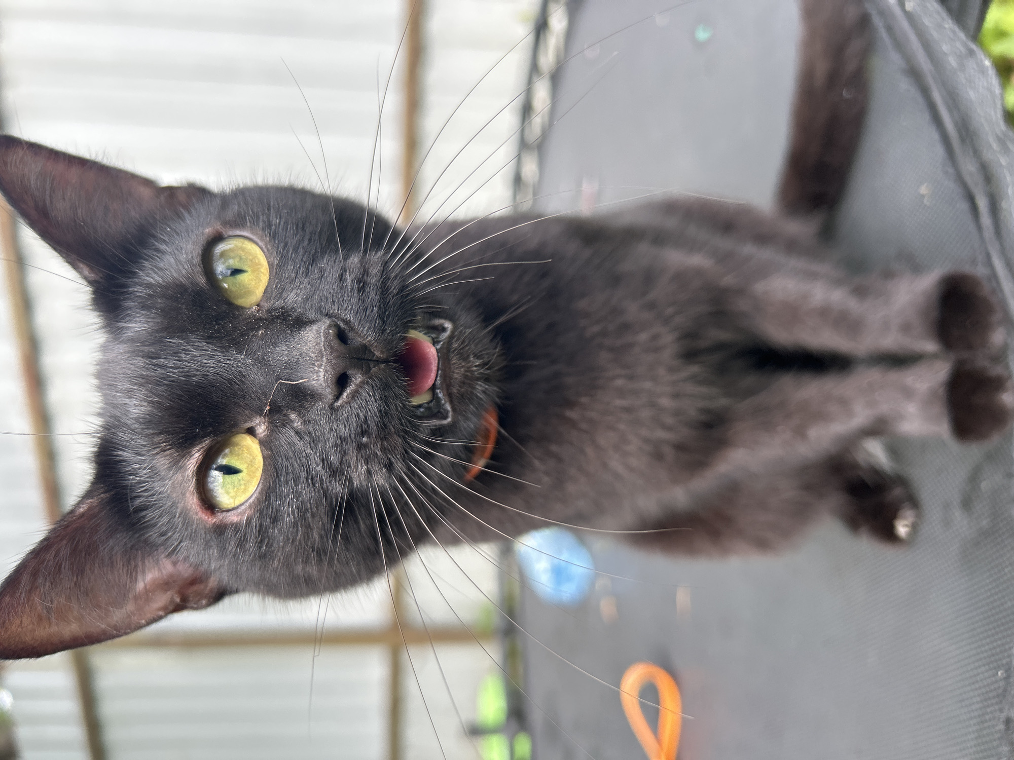 A black cat with bright yellow eyes and its tongue slightly out is sitting on a trampoline. The cat is looking directly at the camera. In the background, there is a corrugated metal fence and some blurred objects, including a blue ball and an orange toy. The scene is outdoors.