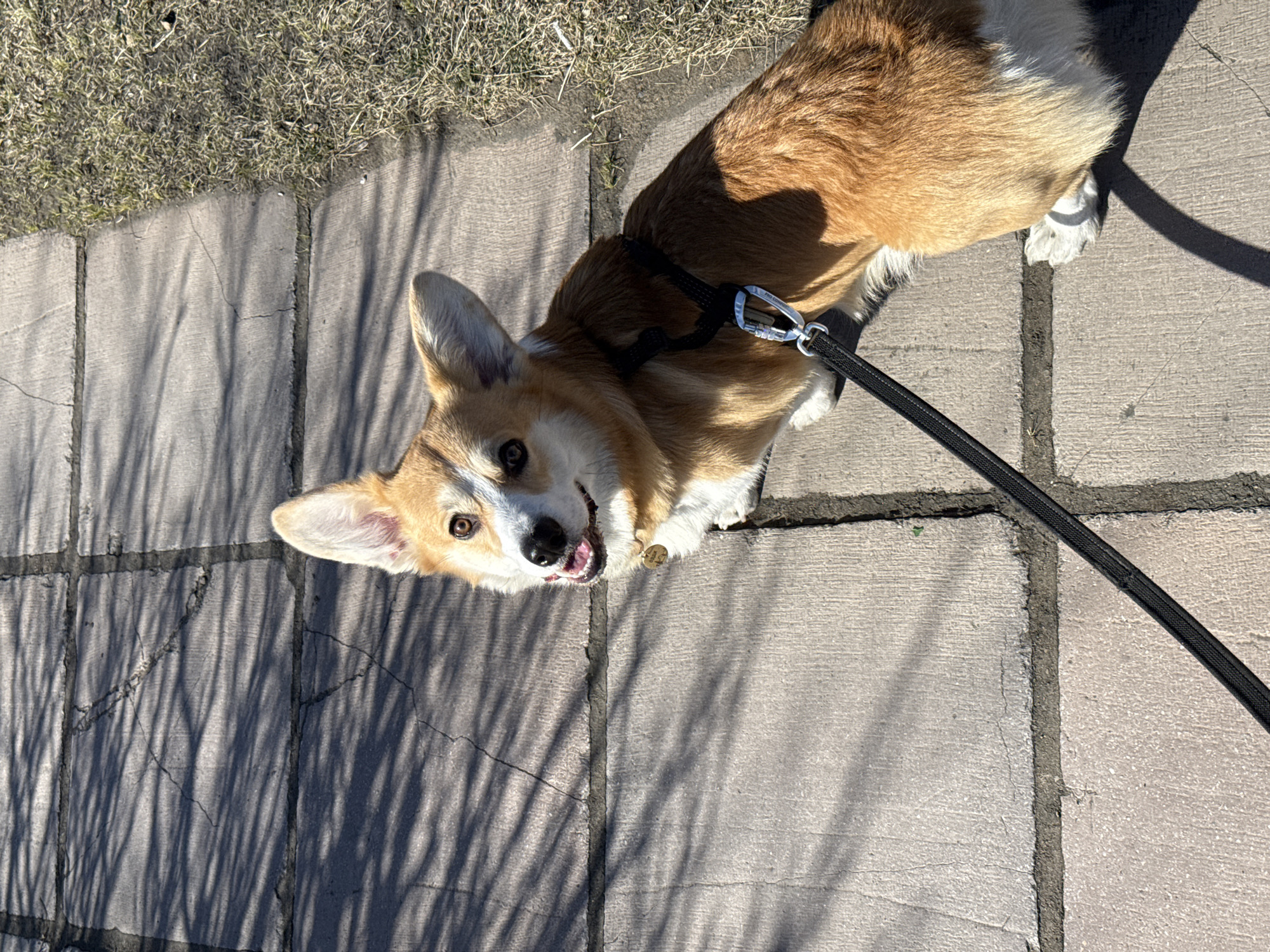 The image captures a tan and white Pembroke Welsh Corgi dog looking upwards at the camera, seemingly during a walk. The dog is on a paved pathway composed of rectangular concrete or stone slabs, with an area of dry grass bordering the path to the left. Distinct, elongated shadows are cast across the ground, indicating a sunny day, likely mid-morning or afternoon.
The Corgi wears a black harness, to which a black leash is attached via a prominent silver carabiner clip. A small, round, gold-colored tag is visible on its neck. The dog's expression is bright and alert, with its mouth slightly open and a glimpse of its tongue, conveying a sense of happiness or curiosity. Its ears are perked up, and its eyes are wide and focused on the viewer. The sunlight highlights its fur, which is a mix of tan and white. No specific location cues are discernible within the image to confirm the provided Borzya, Russia context, but it appears to be a typical outdoor path or sidewalk. There is no visible text in the image.