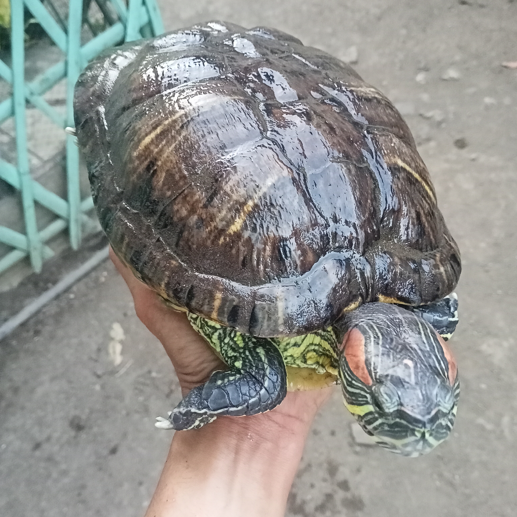 A red-eared slider turtle is held in a person's hand, with its dark, wet shell prominently displayed. The turtle's head, showing characteristic red markings behind its eyes, is visible on the right side of the image. Its legs, with visible scales and claws, extend from beneath the shell. The background consists of a gray, concrete-like surface, possibly a ground or pavement, with a blurred, teal-colored metal fence structure in the upper left corner. The lighting suggests an outdoor setting. The image is a close-up shot, focusing on the turtle and the hand holding it. The location in Ketowan, Indonesia, is not visually discernible from the image itself.