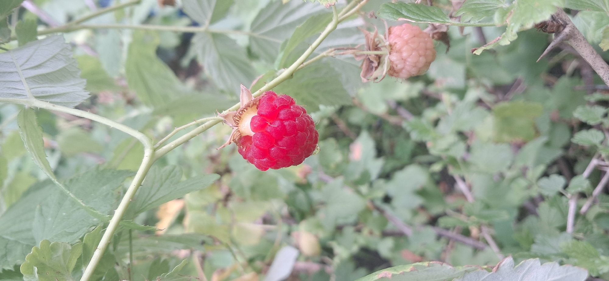 A close-up, vertical shot captures two raspberries on a thorny branch against a blurred backdrop of green foliage and branches. The raspberry in the upper portion of the image is ripe, a vibrant red, and slightly shriveled at its base. A second raspberry, located lower and to the right, appears less ripe, with a pale pinkish-orange hue. The thorny branch, with its sharp protrusions, is central to the composition. The overall environment suggests an outdoor setting, likely a garden or natural area, consistent with a location such as Kryvyi Rih, Ukraine, where such flora would be found. No people or specific actions are depicted.