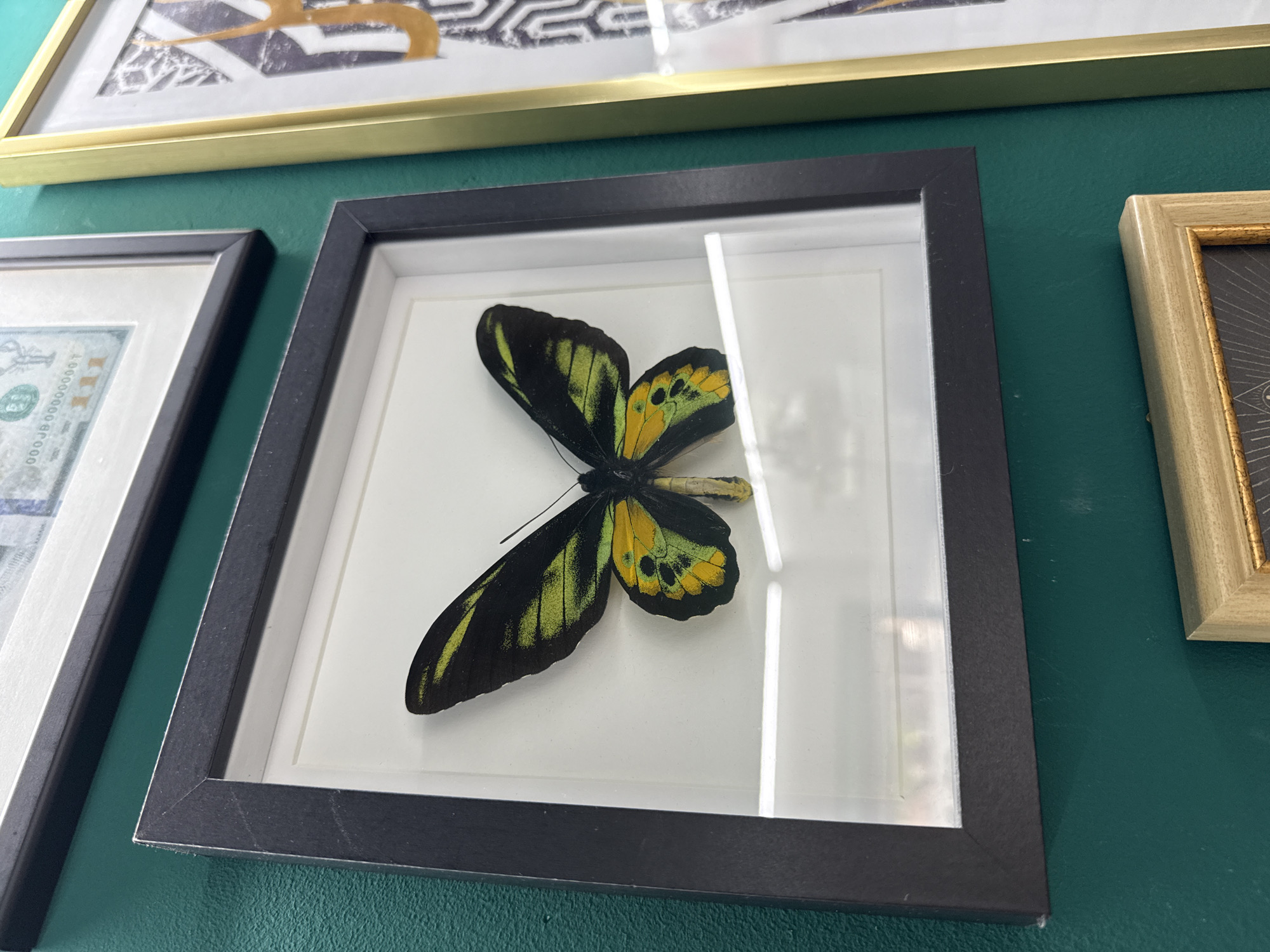 The image shows a close-up of three framed pictures hanging on a dark green wall. The top frame has a gold finish and contains an abstract geometric design. The central frame is black and contains a butterfly specimen with black and yellow wings, mounted on a white background. The rightmost frame is light gold and contains an image with geometric patterns. The location is unknown and there is no evidence to suggest that it is in Sofia, Bulgaria. There are no people in the scene.