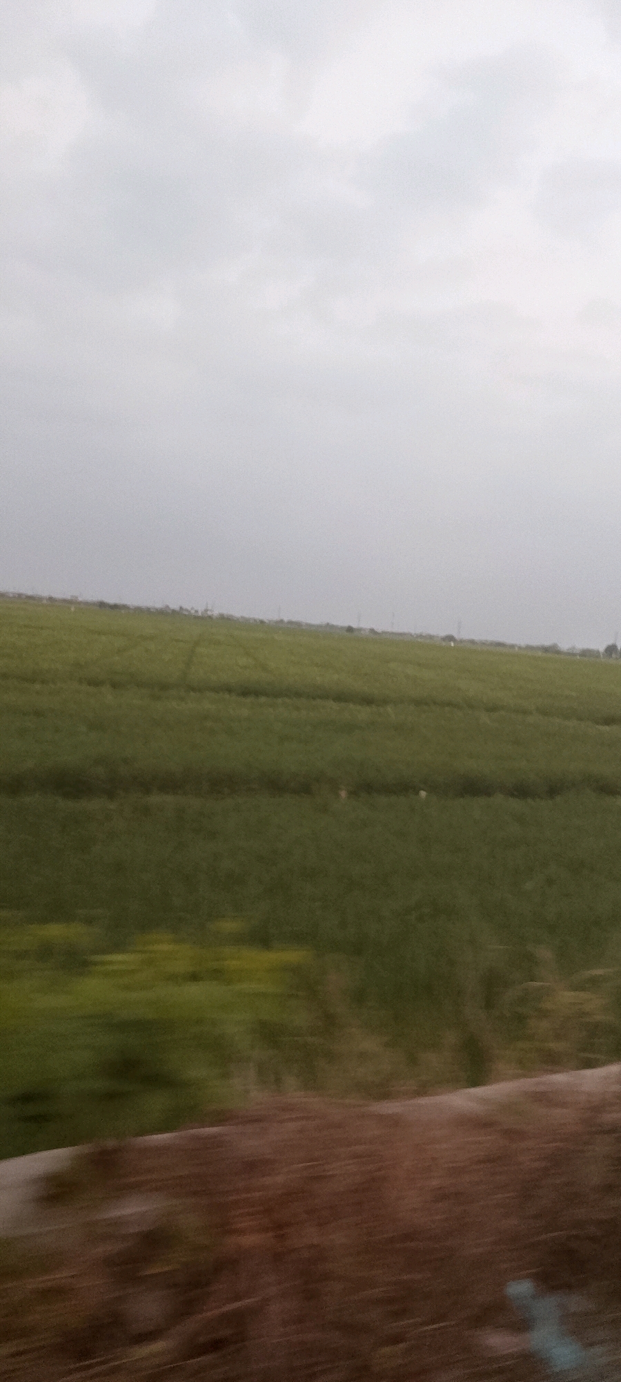 The image depicts an overcast sky above a vast expanse of green fields. The fields appear to be cultivated, with rows or sections visible, suggesting agricultural land. In the distance, a faint treeline or structures can be seen along the horizon. The foreground is a blurred band of brown, likely the ground or embankment, indicating the photograph was taken from a moving vehicle or at a low angle. No specific landmarks or people are clearly identifiable, making it difficult to pinpoint a precise location within Srimahi, Indonesia. The overall impression is one of rural, agricultural landscape under a cloudy sky.