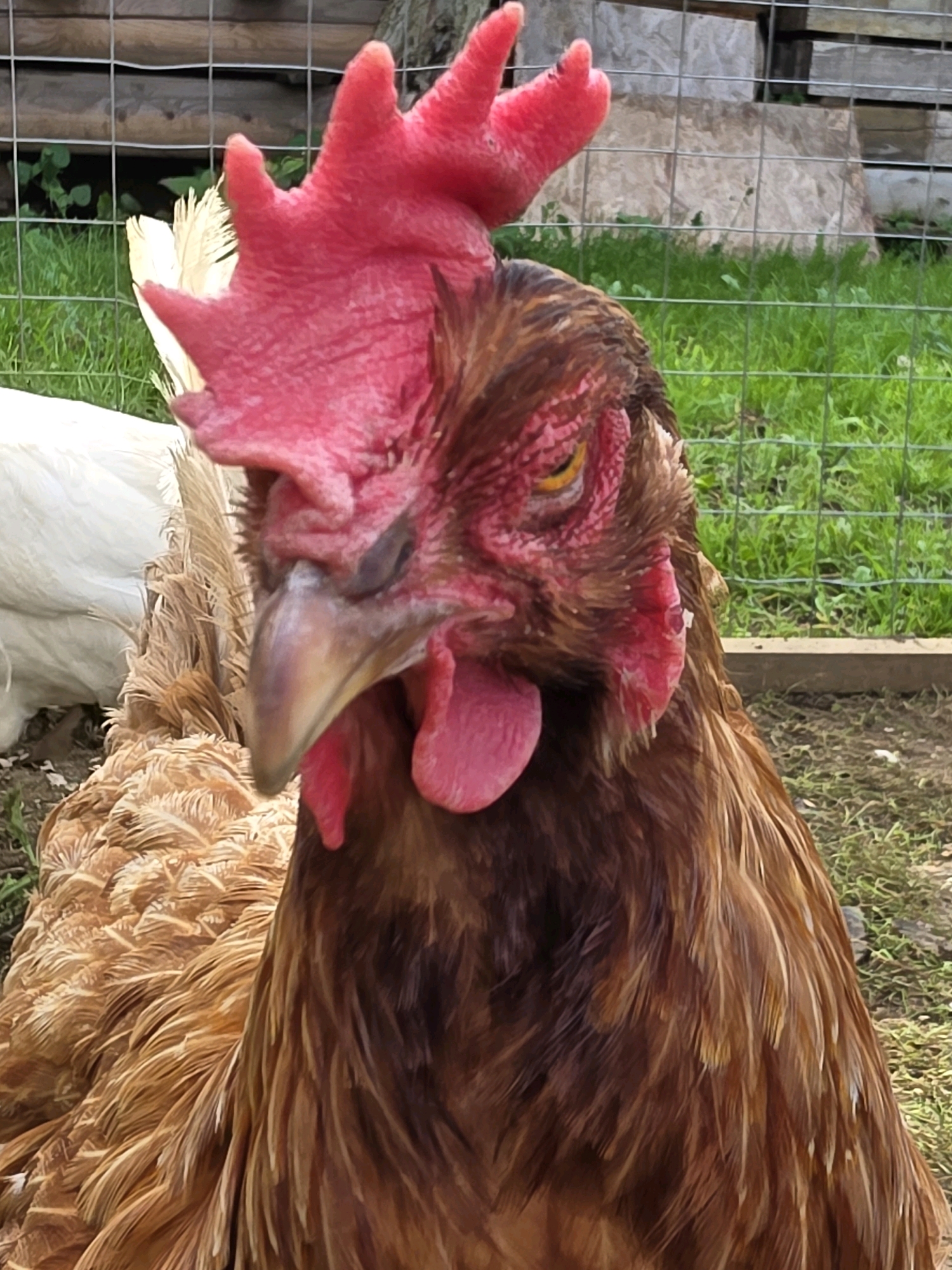 A close-up, eye-level, portrait of a brown chicken with a bright red comb and wattle, facing slightly to the left. Its left eye is partially closed, and its beak is slightly open. The chicken has brown and gold feathers. In the background, out of focus, is another white chicken, a wire fence, and green grass. The scene appears to be outdoors in a farm or yard setting. This image is not located in Речицы, Russia.