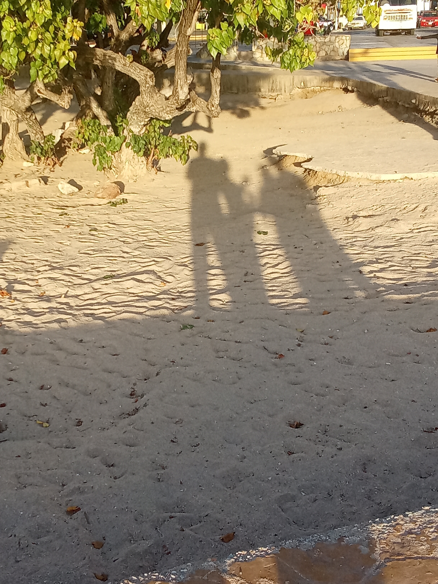 This image depicts a sandy area in Juan Griego, Venezuela, under natural daylight casting long shadows. In the foreground and midground, a light brown sand surface exhibits wavy patterns and is sparsely scattered with small pebbles, shell fragments, and dried leaf debris. Three distinct human shadows are cast across the sand from the viewer's perspective, indicating a low sun angle.
From left to right, the shadows consist of a tall individual, a smaller individual (likely a child) whose shadow appears connected to the first, suggesting holding hands, and a third tall individual whose shadow is partially cropped on the right side of the frame.
In the upper midground and background, the sandy area transitions to a worn, paved concrete or stone surface with minor erosion. Above this paving, a dense, green-leafed tree or large shrub with thick, gnarled branches is visible, casting its own shadows. Beyond the paved area and tree line, a street is present, bordered by a low stone wall. Several vehicles are identifiable on the street, including a white truck and a red car, both oriented in the same direction. The overall scene suggests an outdoor, possibly coastal or park setting adjacent to a public road.