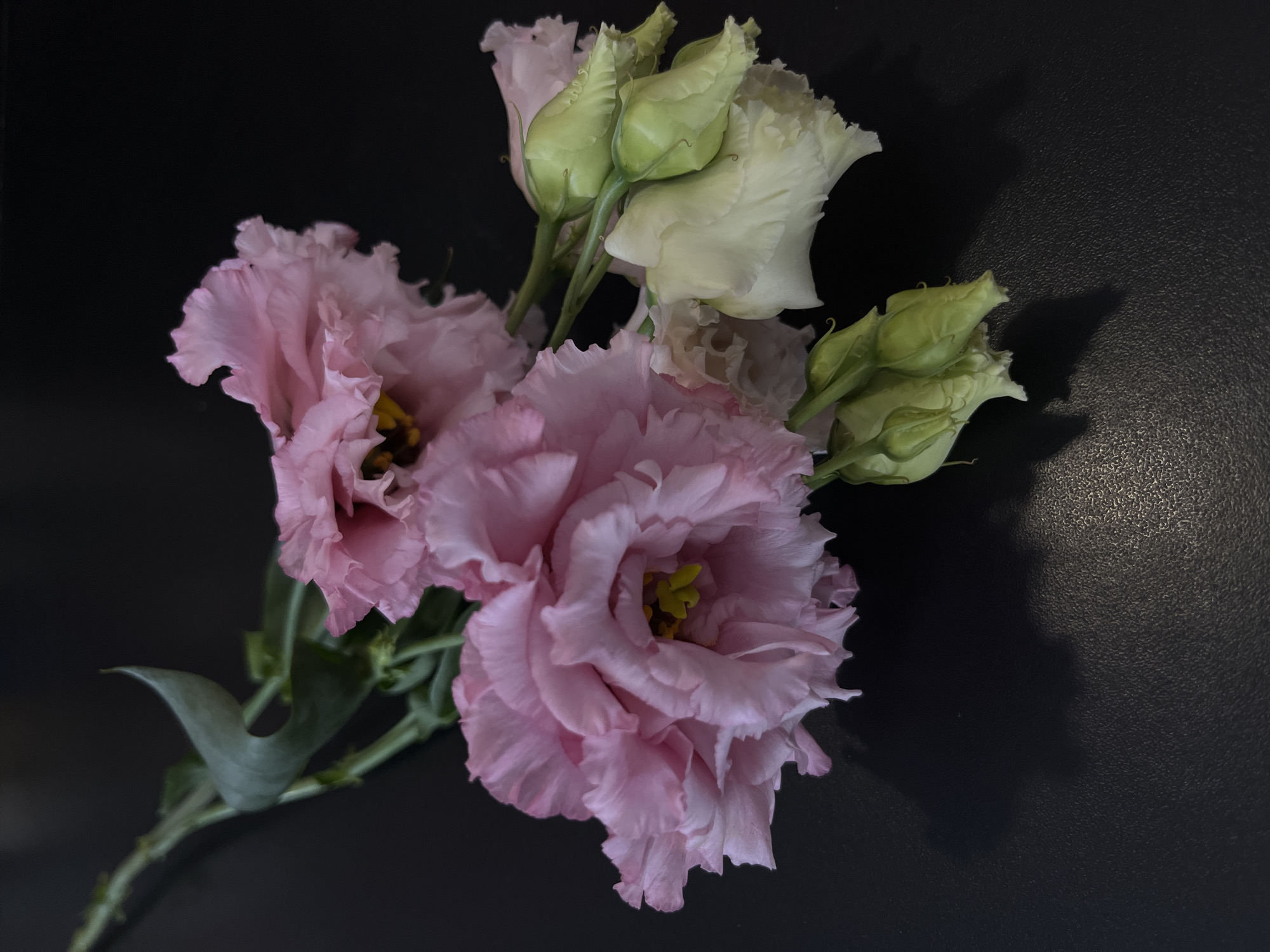 This is a still life photograph featuring a bouquet of pink and white eustoma flowers against a dark, textured background. The flowers are arranged in a cluster, with two large, fully bloomed pink eustomas in the foreground. Their delicate, ruffled petals are a soft pink, revealing yellow stamens in the center. Behind them, a partially opened white eustoma is visible, along with several pale green buds, suggesting the bouquet is in various stages of bloom. The stems and some leaves are also visible, adding a touch of natural green to the composition. The lighting casts soft shadows on the dark background, creating a dramatic and somewhat moody atmosphere. There is no visible text in the image. The setting appears to be an indoor studio or a tabletop, given the controlled lighting and the plain, dark backdrop. The overall impression is one of delicate beauty and natural elegance, with the dark background highlighting the soft colors and textures of the flowers.