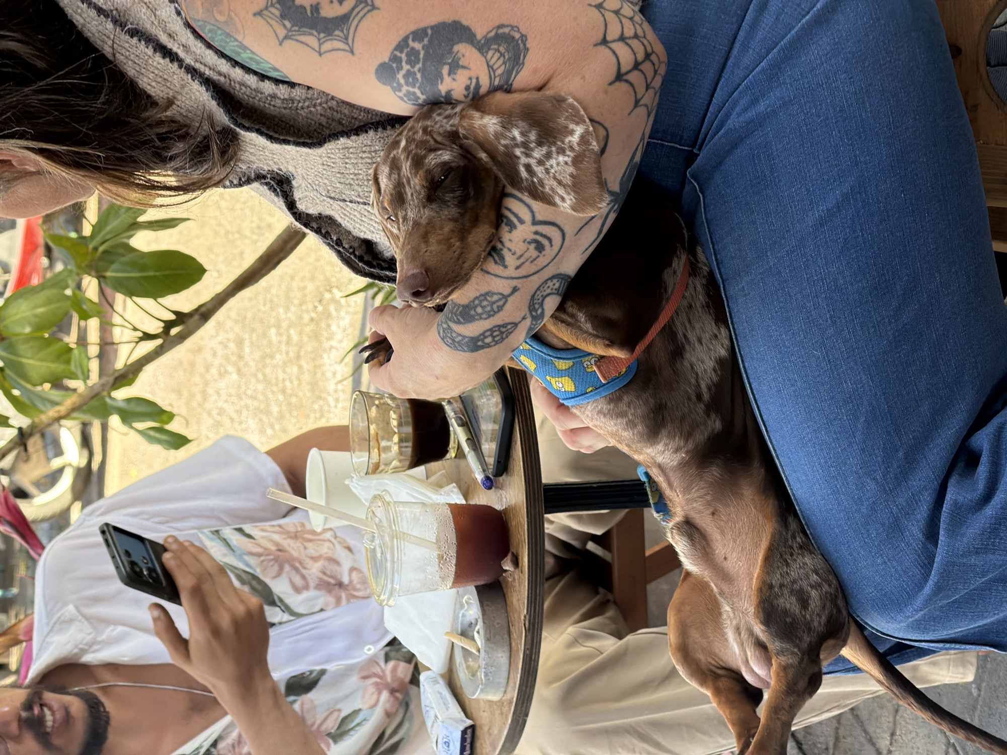 The image depicts a casual outdoor scene at a cafe in Tel-Aviv, Israel, featuring two individuals and a dog gathered around a small wooden table.
On the left, a male individual, partially visible, is seated. He has dark hair, a beard, and a mustache. He wears a short-sleeved, white collared shirt with a floral pattern of pink/peach flowers and green leaves. A silver chain is visible around his neck. His right hand holds a black smartphone, which he appears to be viewing. He is wearing light-colored trousers, possibly khaki or beige.
On the right, a female individual is seated, primarily visible from the torso down. She has dark brown hair. She wears a light brown or beige knitted sleeveless vest with black trim and blue denim jeans. Her arms are heavily tattooed; visible designs include a spiderweb, a crying doll-like face with a hat, another face or figure on her left inner forearm, and what appears to be a feathered or serpentine design on her right arm. She holds a small, dappled brown and white dachshund-type dog in her left arm, with the dog's head resting against her arm and its body extending onto her lap. Her right hand is positioned near the dog's head. The dog appears to be male, wearing a blue harness with yellow cartoon outlines, and an orange leash is partially visible. The dog's eyes are partially closed, suggesting it is resting or sleeping comfortably.
The small, round wooden table between the individuals holds several items. These include a clear plastic cup with a lid and straw, containing a dark reddish-brown liquid (approximately half full); a smaller clear glass cup with a dark brown liquid; and a white disposable paper cup. A metallic round ashtray contains two cigarette butts and ashes. To the left of the ashtray is a blue and white cigarette pack. A black smartphone is placed face down on the table near the female individual, beside a silver pen with a blue cap. A small, dark, irregularly shaped object (possibly a coffee bean) is also on the table near the plastic cup. A crumpled white napkin or tissue is visible behind the ashtray.
The background, largely out of focus, shows light-colored pavement or ground, green foliage from a tree branch, and a hint of a red object or vehicle further back. The lighting suggests an outdoor daytime setting.