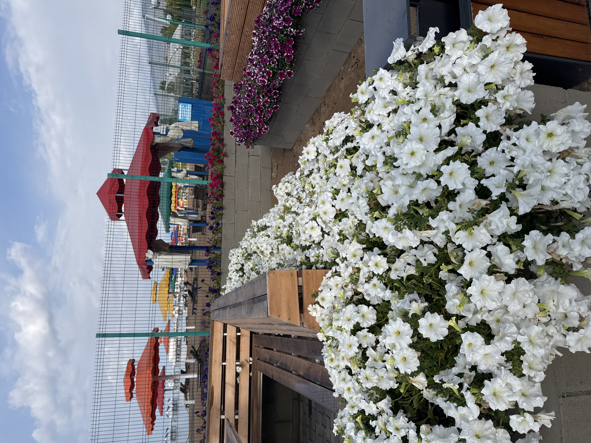The image shows a beautifully landscaped area with numerous white petunias in the foreground, spilling over a concrete planter. Behind the flowers, a wooden bench with a slatted back and seat is visible. Beyond the bench, a metal fence separates the area from a beach scene. Several colorful beach umbrellas, including orange, red, and yellow, are set up on the sand. In the background, a body of water is visible, suggesting the location is near a lake or sea. The sky is partly cloudy. The scene is likely a public space designed for relaxation and recreation, possibly at a resort or park. The location is identified as Sary-Oy, Kyrgyzstan.