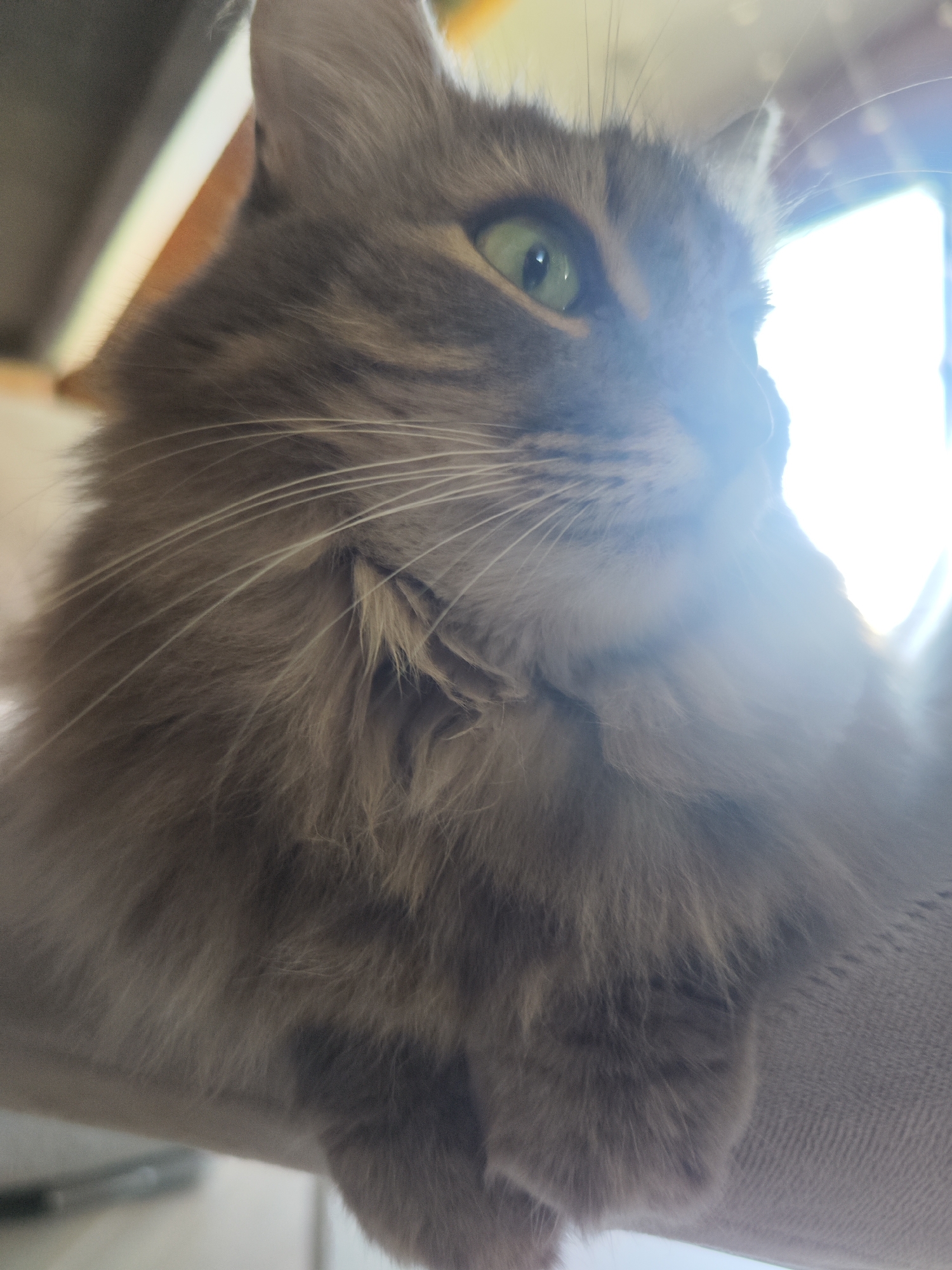 A close-up shot of a long-haired grey cat with green eyes. The cat is looking to the right of the frame, its whiskers are prominent. The background is brightly lit, possibly by sunlight coming through a window. No specific details indicate the location of Chaikovsky, Russia.