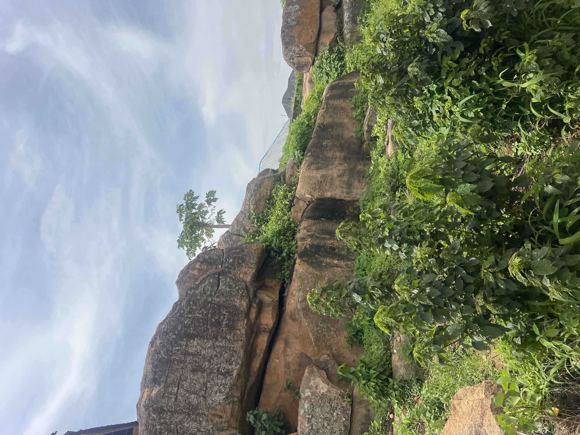 The image depicts a natural landscape dominated by large, weathered rock formations in a semi-arid environment, likely located in the city of Jos, Nigeria. Lush green vegetation, including trees and shrubs, grows around and on the rocks, suggesting a recent rainy season. In the background, a glimpse of man-made structures, possibly a house with a corrugated metal roof and a greenhouse, can be seen, indicating the proximity of human habitation. The sky is partly cloudy, with streaks of white clouds against a light blue expanse. The scene is tranquil and untouched, showcasing the rugged beauty of the Nigerian landscape.