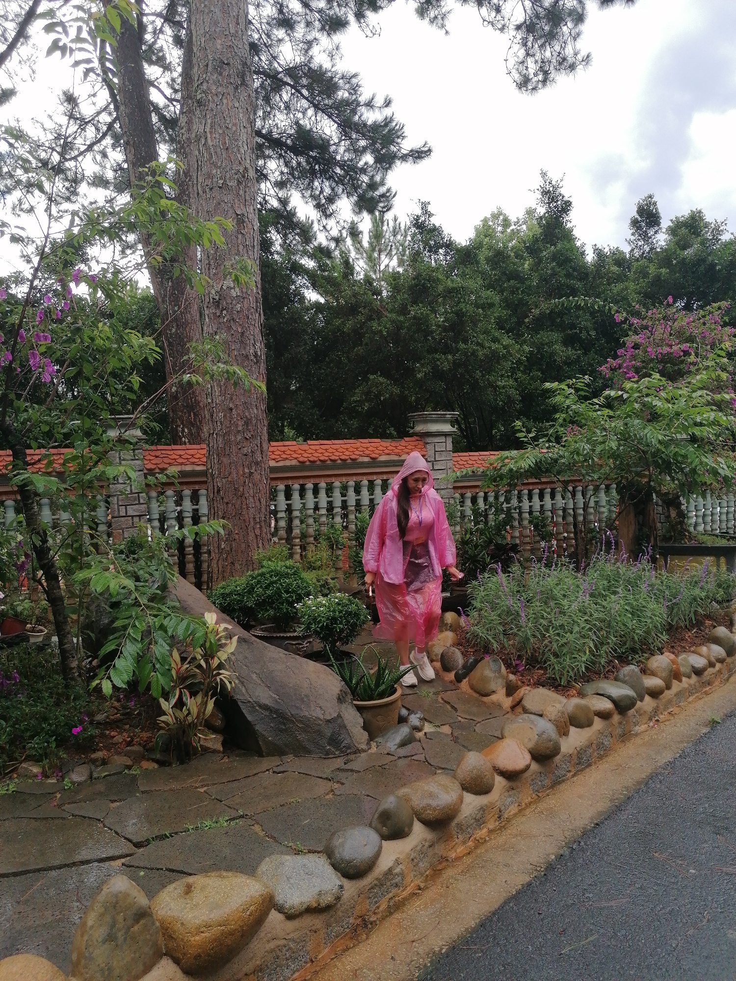 A person wearing a pink raincoat is walking on a stone pathway beside a garden in Da Lat, Vietnam. The garden is edged with stones and features a variety of plants including lavender and flowering shrubs. A tall tree stands to the left of the pathway, and a low brick and concrete wall with a tiled roof is visible in the background. The weather appears overcast and the path is wet, suggesting recent rain.