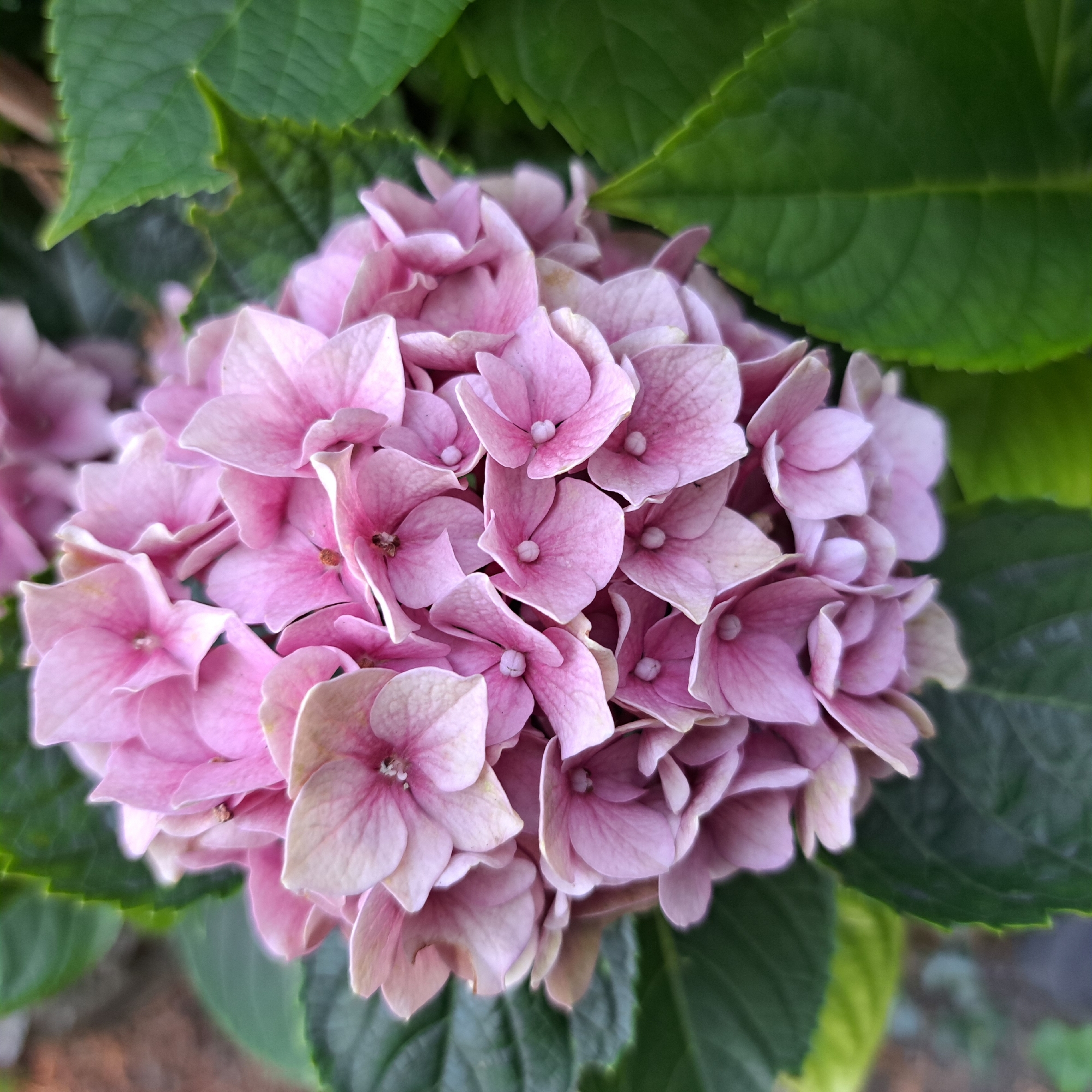 A close-up, overhead shot captures a cluster of pink hydrangea flowers, their petals tinged with white. The blooms are surrounded by lush, green leaves, some of which are out of focus in the background, creating a shallow depth of field. The lighting suggests it is daytime, likely outdoors. The image does not contain any people or identifiable structures. The location is unspecified.