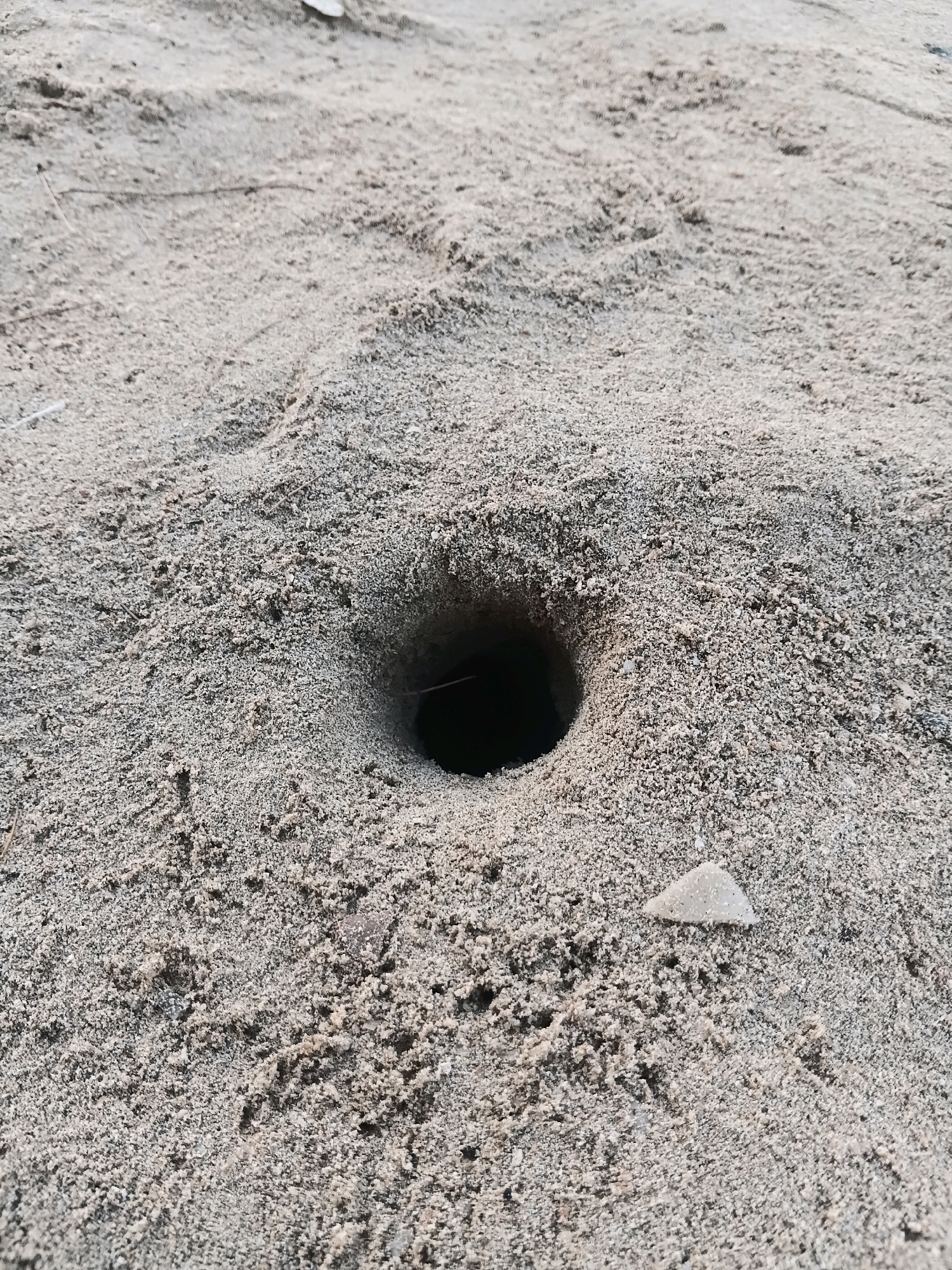 The image shows a close-up, ground-level view of a small, dark hole in sandy ground. The sand is a light beige color and appears dry and granular, with small pebbles and debris scattered throughout. The hole is circular and appears to be a burrow or some sort of natural opening in the ground. There are subtle textures and shadows in the sand, suggesting unevenness. The background is a continuation of the sandy terrain, with some indistinct lines and shapes that could be tracks or natural formations. There are no people, animals, or man-made structures clearly visible in the image. The lighting suggests it is daytime, possibly outdoors. The image does not provide any specific information about the location in Cikal, Indonesia.