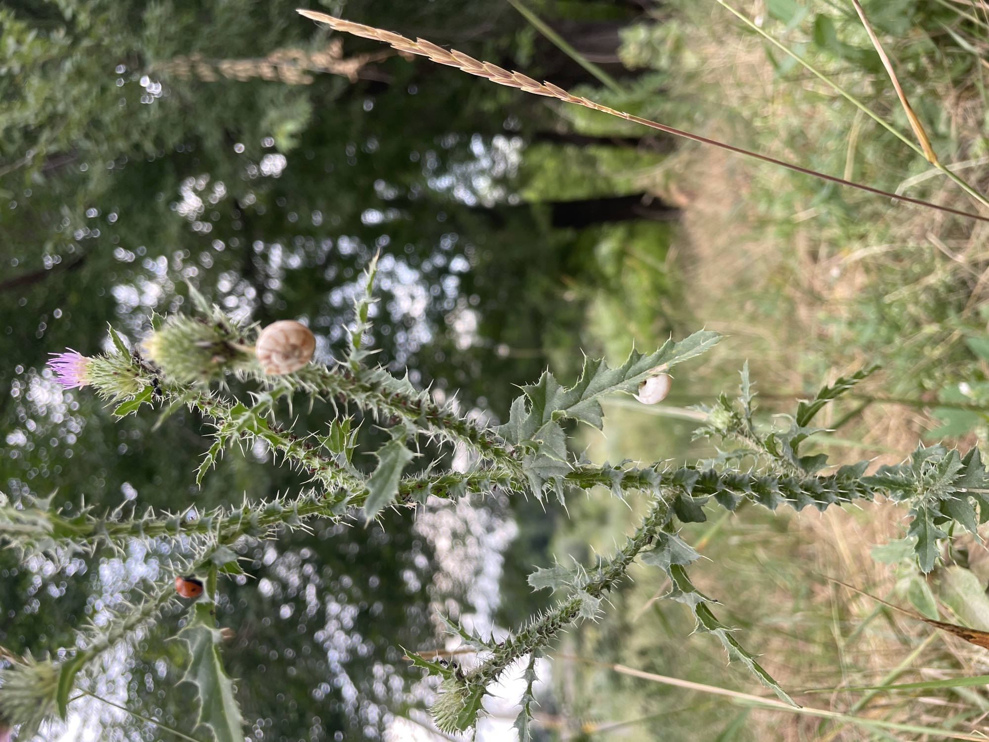 The media file is a close-up, vertical shot of a thorny plant, likely a thistle, with a blurred green background of trees and foliage. The plant's stem is covered in sharp spines. On the stem, there are two snails, one larger and light brown, and another smaller, white one. A ladybug, black with a red shell, is also visible on the plant. A single purple flower is present on one of the upper branches. In the foreground and background, there are blades of grass and other dry vegetation, suggesting an outdoor, natural setting. The lighting appears to be natural daylight, possibly overcast given the diffused light and soft shadows. The overall scene evokes a sense of nature and the small details of the ecosystem. There is no visible text in the image. The location context is Cahul, Moldova.