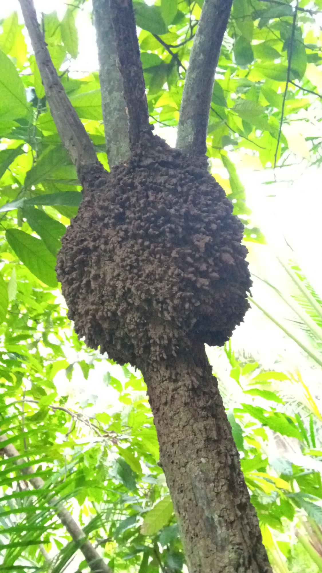 A termite mound, constructed from mud and saliva, is attached to a tree in Uteunreutoh, Indonesia. The mound is roughly spherical and appears to be about one meter in diameter. The tree has three main branches that support the mound. The surrounding environment is lush and green, with several other trees and foliage visible. The sky is bright, suggesting it is daytime.