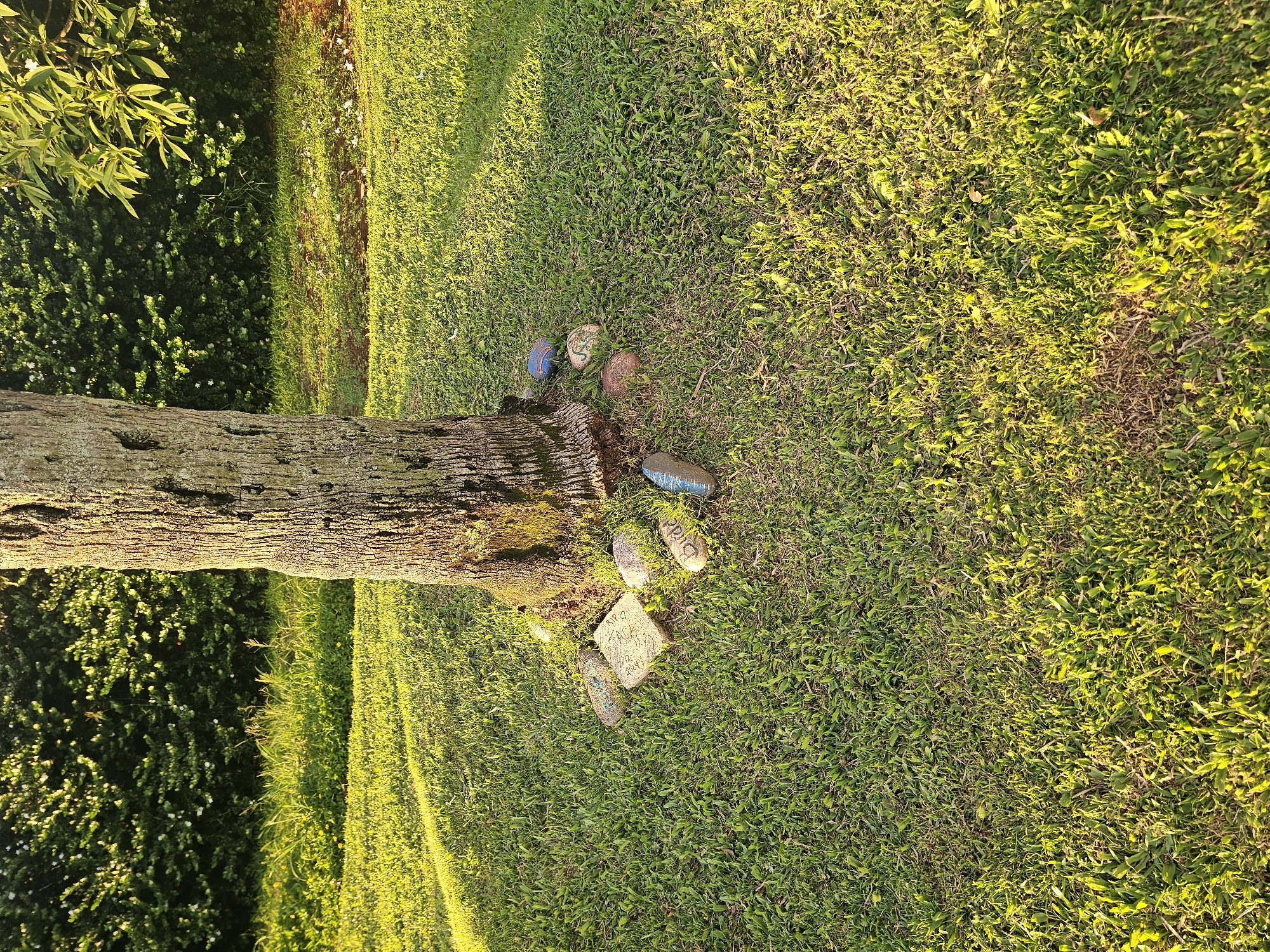 An eye-level, medium shot captures the base of a textured tree trunk on a sunlit lawn. The tree trunk is positioned centrally in the frame, exhibiting rough bark with vertical grooves and patches of lighter gray. Surrounding the base of the tree are several decorative stones, varying in shape, color, and size. Some stones are flat and square, while others are round and pebble-like. Two stones are clearly inscribed with words: one has "DAN" written on it in black, and another has "Dude" written in a similar script.
The ground is covered in vibrant green grass, meticulously mown and neatly cut. The setting sun casts long shadows across the lawn, creating a warm, golden glow and highlighting the contours of the ground. In the background, a dense, dark green hedge forms a backdrop, its leaves illuminated by the sunlight filtering through. The hedge appears well-maintained and forms a natural border. To the right of the frame, the branches of a leafy tree with lighter green foliage hang into view, adding depth to the scene. The overall impression is one of a serene, outdoor environment, likely a garden or park, bathed in the warm light of a late afternoon or early evening sun. The location is identified as Napili, United States of America.