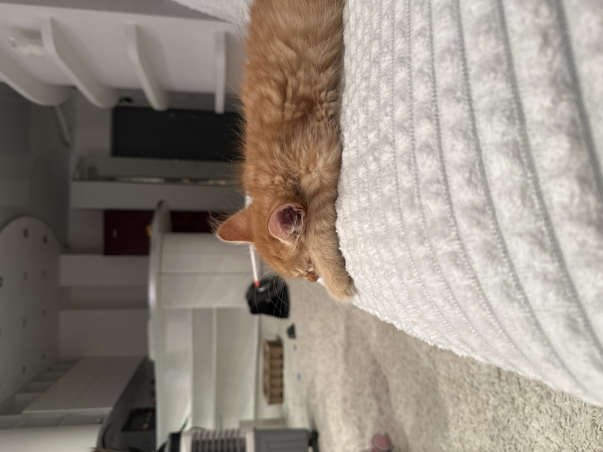 An orange kitten is nestled on a striped white blanket. The environment includes a modern white kitchen with stainless steel appliances, cabinetry, and a white ceiling. The location in Moscow, Russia, cannot be definitively determined from the image.