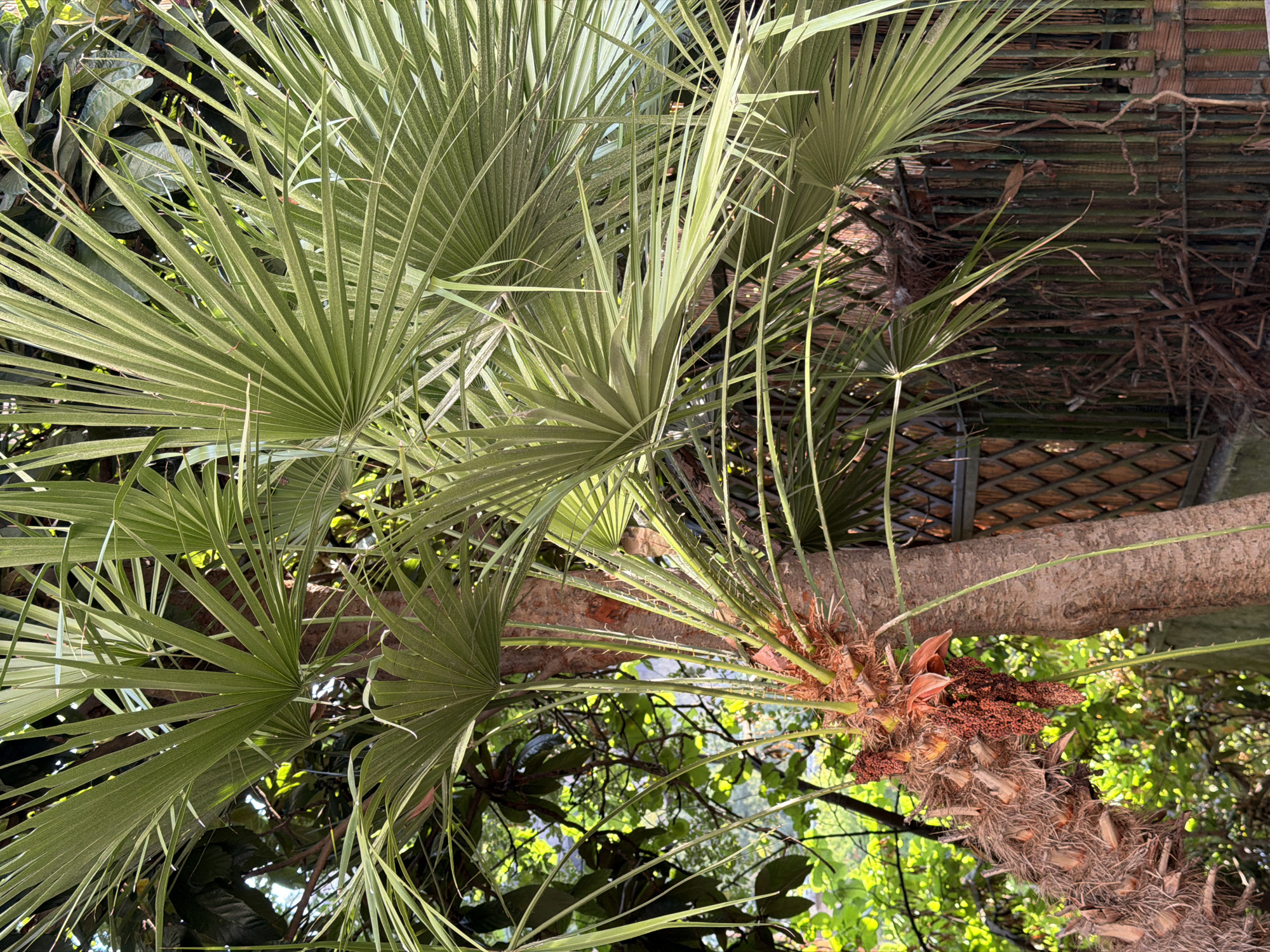 The image displays a close-up view of a palm tree with lush green fronds, partially obscuring a rustic wooden fence in the background. The tree's trunk is covered in fibrous brown material, and a cluster of small, reddish-brown fruits hangs from a branch near the top. Sunlight filters through the leaves, creating dappled light. The environment appears to be outdoors, possibly in a garden or courtyard setting. While the image is clearly taken in Rome, Italy, there are no people or specific landmarks visible to pinpoint a precise location within the city.