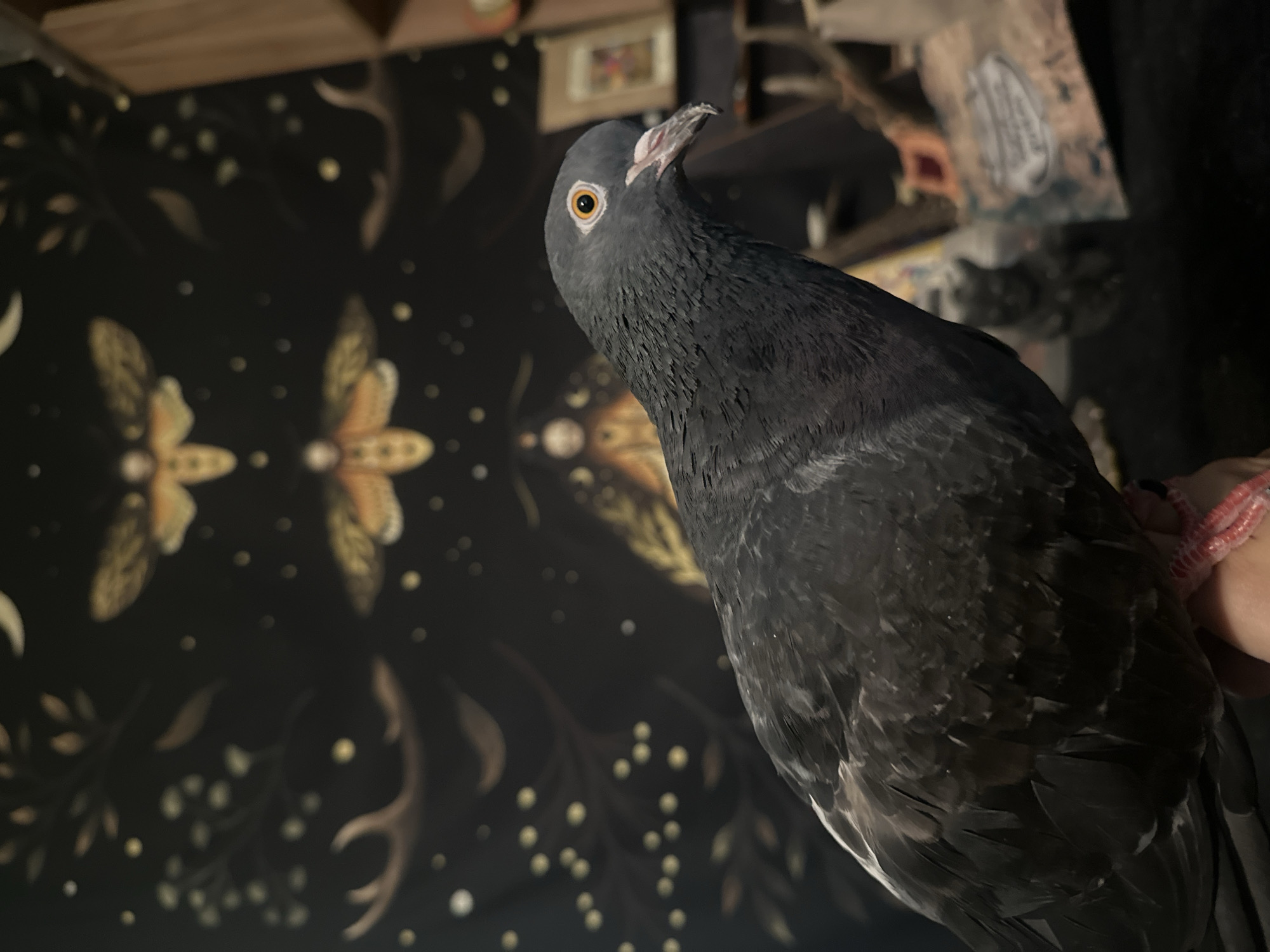 A close-up shot focuses on a gray pigeon perched on a hand. The pigeon is positioned on the right side of the frame, with its head turned to the right, revealing its bright orange eye and a gray beak. Its dark gray feathers are detailed, with some lighter gray and white markings visible on its wings. The background is a dark tapestry with a mystical or celestial design featuring moths, stars, and branches. There are also out-of-focus objects in the background, including what appears to be a framed picture and a shelf with various items. The lighting is dim, creating a moody atmosphere. The image does not provide any information or context related to the city of Togliatti, Russia.