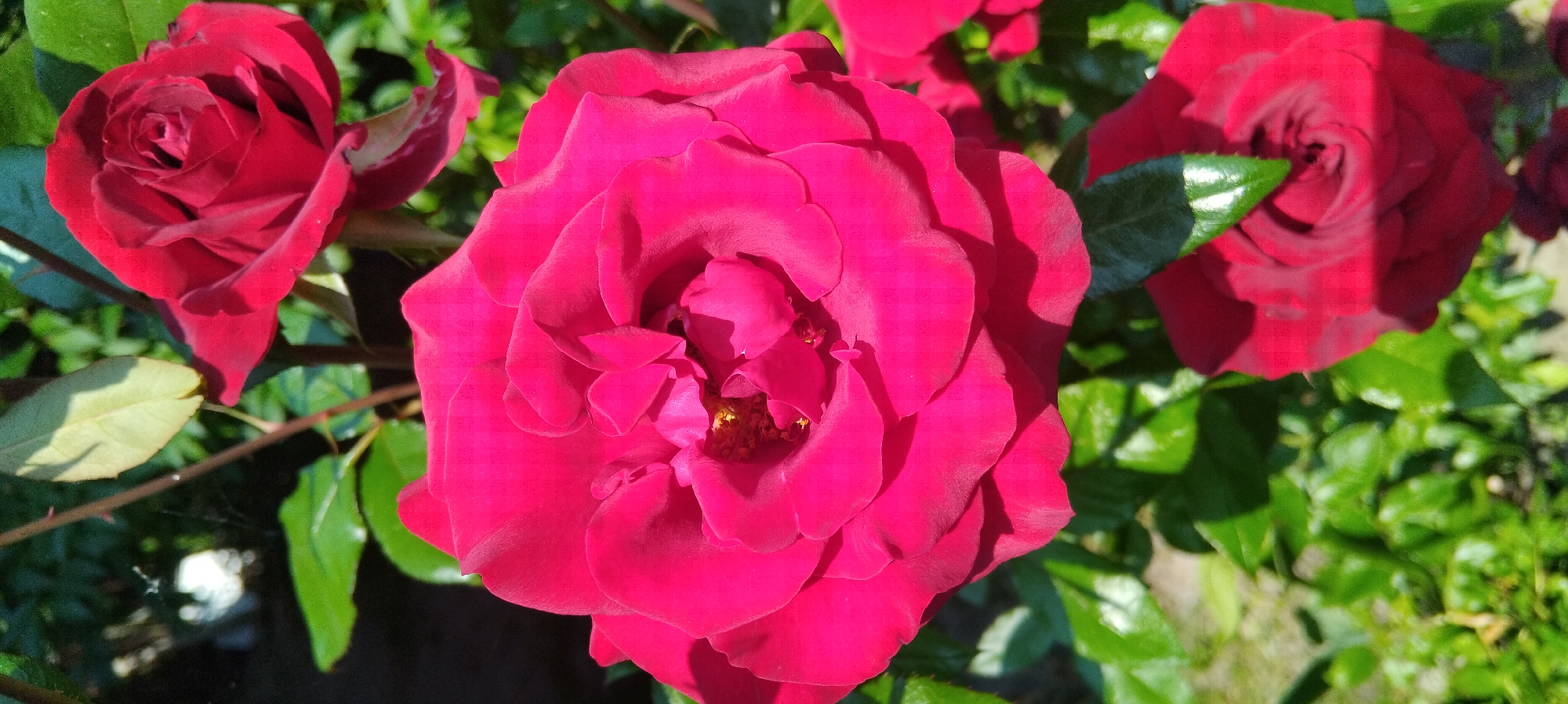 This is a close-up, vertical, eye-level shot of several red roses in a garden setting. The main focus is a large, vibrant pinkish-red rose prominently displayed in the center of the frame. Its petals are tightly layered, creating a rich, velvety texture, with hints of yellow and gold visible in the center. To the upper right, a smaller, darker red rose is partially visible, also in bloom. At the bottom right, another red rose is captured in focus, with its petals slightly unfurled. The roses are surrounded by lush green leaves, some of which are illuminated by sunlight, casting dappled shadows. The background is a blur of green foliage and dark shadows, suggesting a natural outdoor environment. The image was taken in a garden in Nahirtsi, Ukraine.