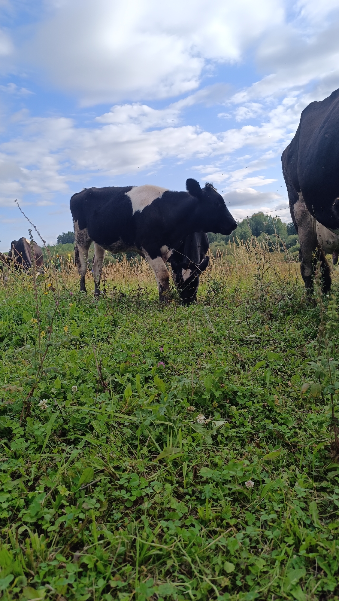 In a grassy field under a partly cloudy sky, two black and white cows are grazing. The cow in the foreground is facing left and down, appearing to eat grass. Another cow, mostly black, is partially visible on the right side of the frame, with its hindquarters towards the viewer. The field is covered in lush green grass and some sparse weeds, with a line of trees in the background. The sky has white, fluffy clouds scattered across a blue expanse. The image appears to be taken outdoors in a rural or pasture setting. There is no indication of the city of Karsha, Russia, or any human presence in the image.