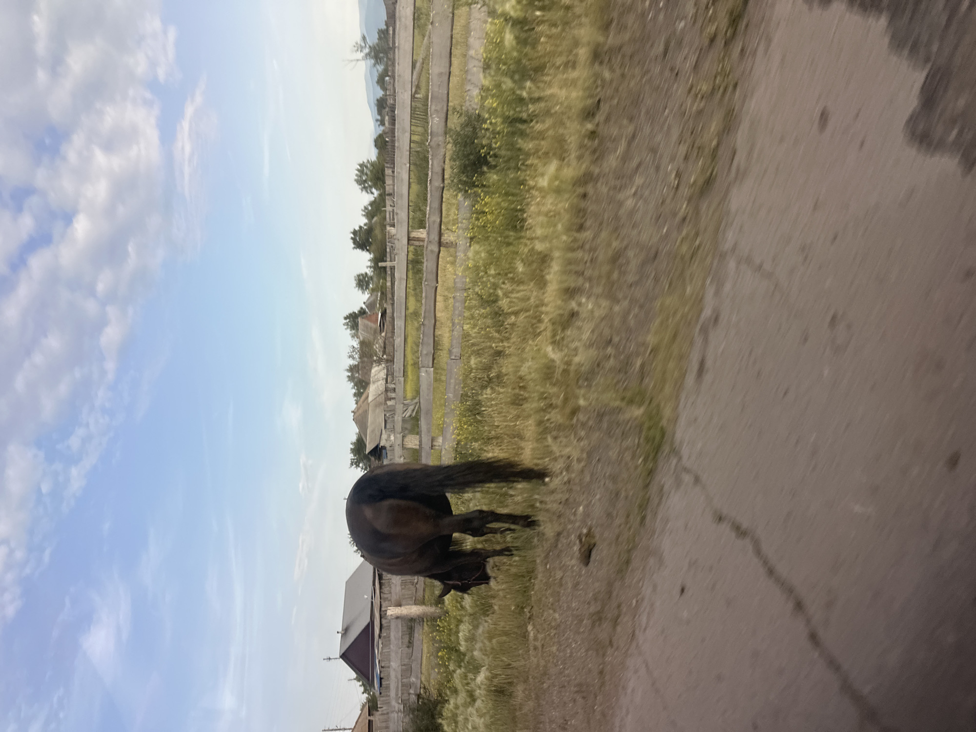 A dark-colored horse is bending down to graze in a grassy area next to a dirt road. The horse's tail is raised. In the background, there is a wooden fence, some scattered buildings, and trees. The sky is blue with some white clouds. The image appears to be taken during the daytime, and the weather seems fair. The scene depicts a rural setting.
