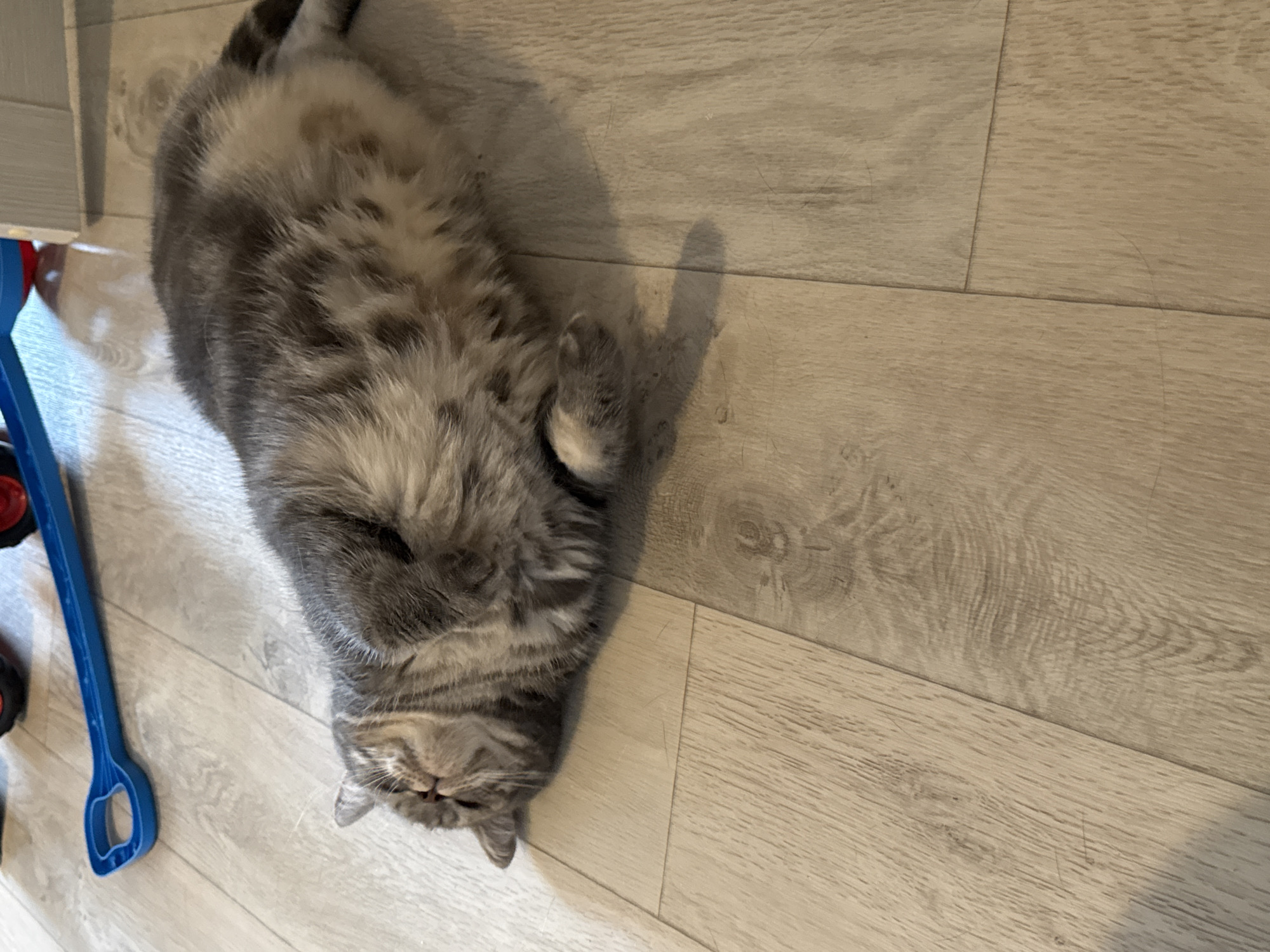 A grey and white tabby cat is lying on its side on a light-colored wooden floor. The cat is facing left and appears to be sleeping. Its eyes are closed and its mouth is slightly open. A blue plastic toy with a handle is lying on the floor to the left of the cat. Parts of a red and blue toy are visible in the upper left corner of the image. The scene is indoors and well-lit. This image was taken in the city of Chaikovsky, Russia.