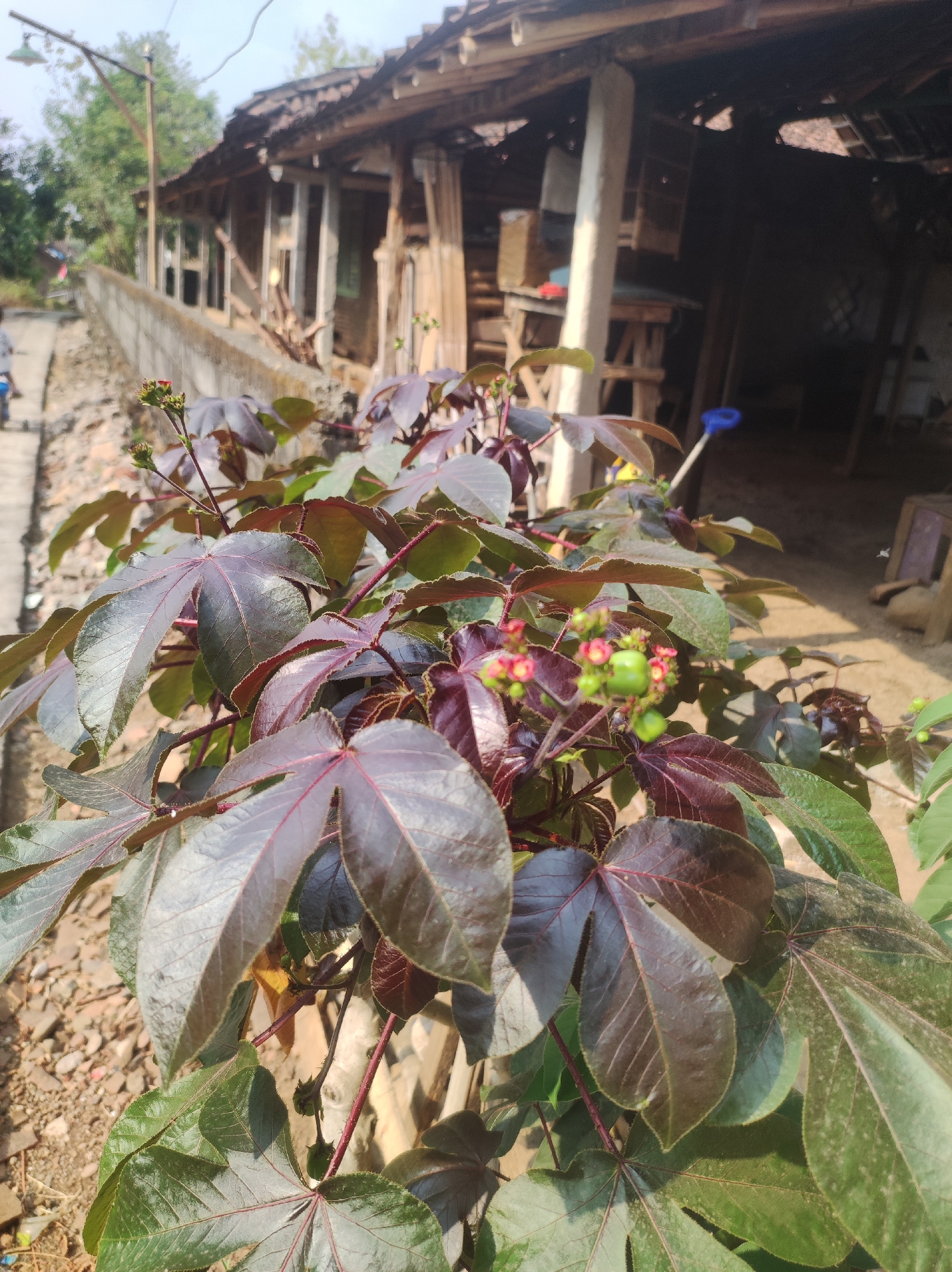 In the city of Mojopuro, Indonesia, a close-up shot focuses on a plant with large, dark red and green leaves, some of which have a glossy sheen. Small clusters of red flowers and green seed pods are visible among the foliage. In the background, a weathered, open-sided structure with a corrugated metal roof and visible wooden beams suggests a rural or semi-constructed dwelling. A concrete wall runs along the side of the building, and beyond it, a path with scattered stones can be seen. The overall setting appears to be outdoors, with natural lighting illuminating the scene.