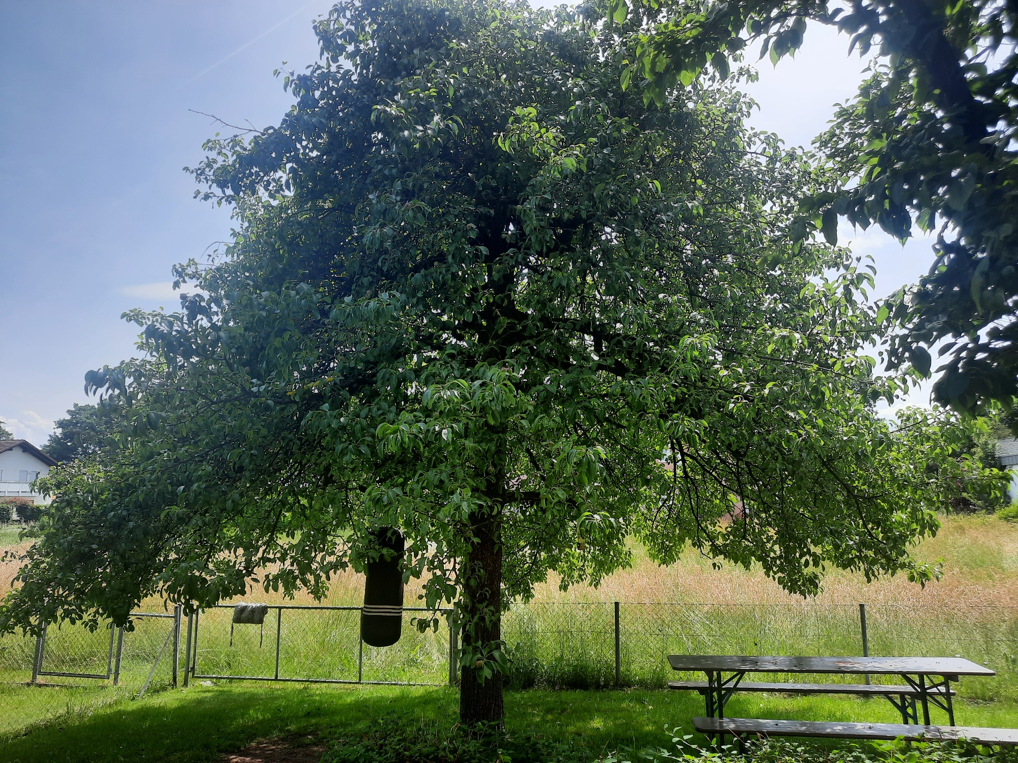 The image depicts an outdoor scene under a clear sky with a large, leafy tree dominating the foreground. The tree has a thick trunk and branches that spread wide, casting dappled shadows on the green grass below. A dark green punching bag, with white stripes, is hanging from a branch on the left side of the tree. In the background, a metal fence separates the grassy area from a field of tall, dry grass. Beyond the field, a building with a white facade and a grey roof is visible, set against a backdrop of green trees and a gentle slope. To the right of the main tree, a wooden picnic table with attached benches is positioned on the grass. The overall impression is that of a serene, rural or suburban setting, possibly a park or a large garden. This scene is located in Rosenheim, Germany.