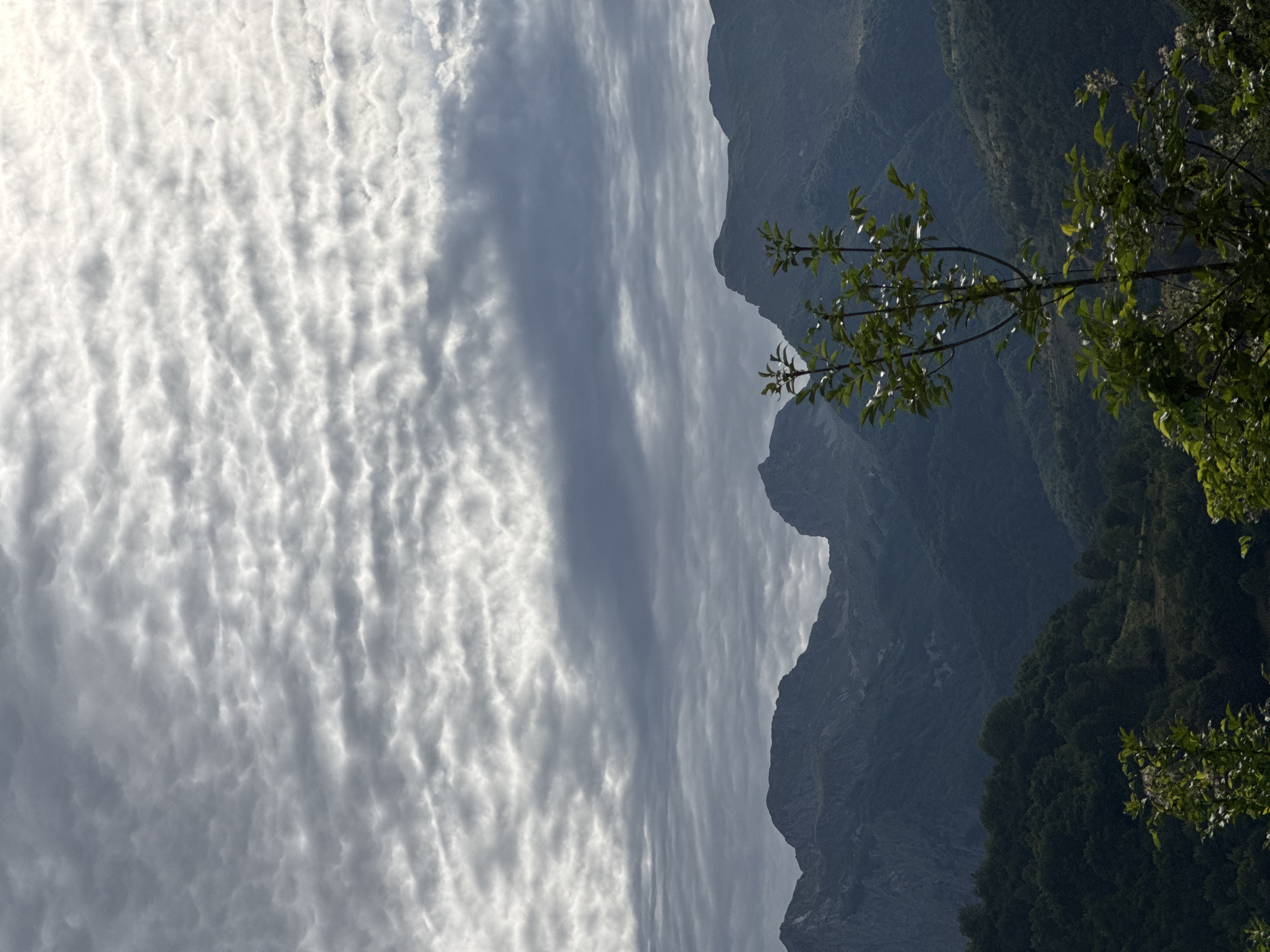 The image depicts a landscape with mountains and a cloudy sky. In the foreground, a sapling with green leaves is visible. The middle ground is dominated by lush green trees covering rolling hills. In the background, a range of dark, rugged mountains stretches across the horizon. The sky is filled with textured, grey clouds, with some areas of brighter light filtering through, suggesting a dynamic weather pattern. The scene is set in the mountainous region of Dragovića Polje, Montenegro. There are no people or visible actions taking place.
