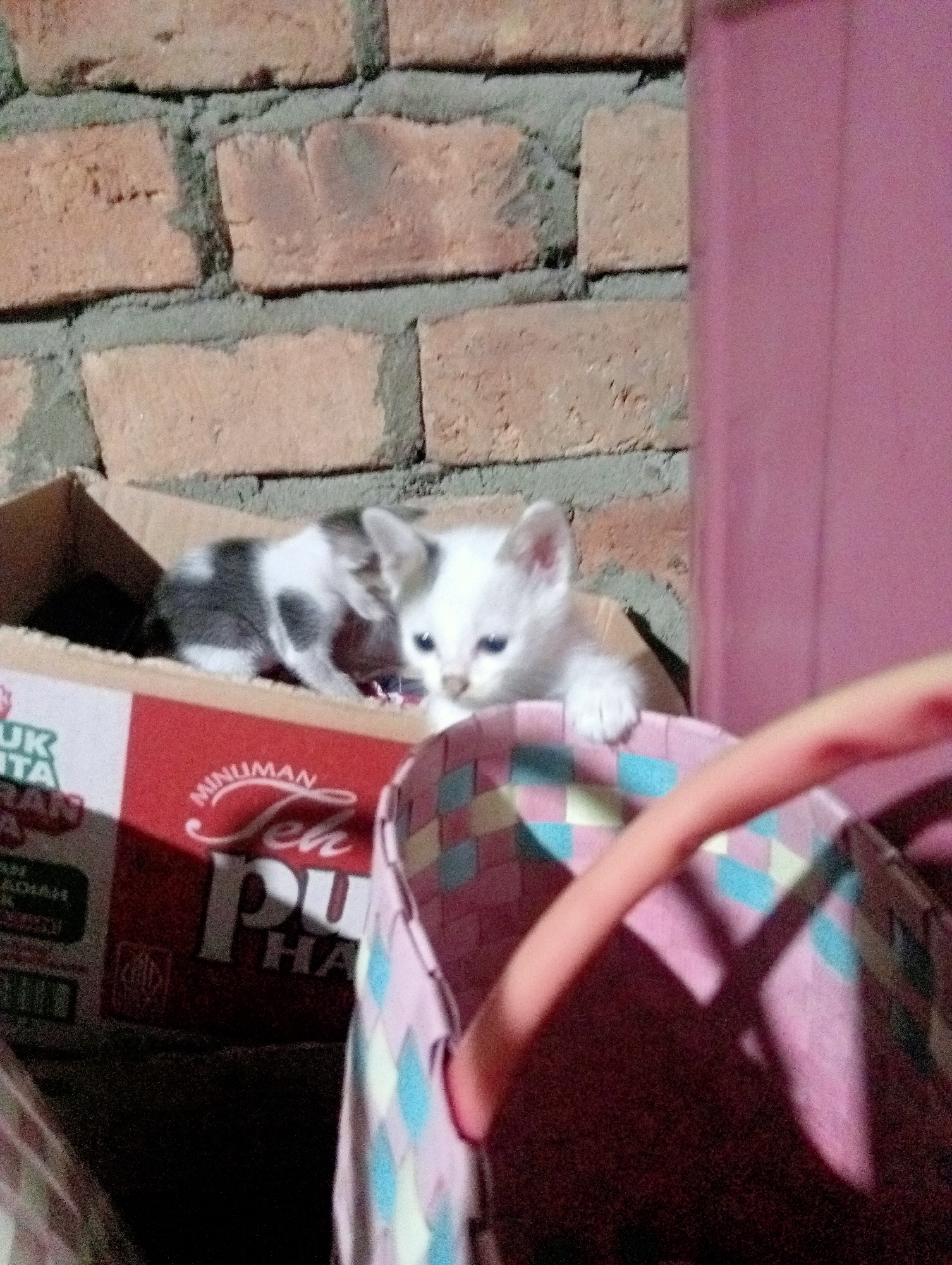Two kittens are inside a cardboard box in front of a brick wall. One kitten is white and black and is on the left side of the box, facing right. The other kitten is white and is on the right side of the box, facing left. In the foreground, a pink woven basket with a handle is visible. The scene appears to be an outdoor setting in Kota Negara Timur, Indonesia, possibly a backyard or alleyway, given the brick wall and cardboard box.