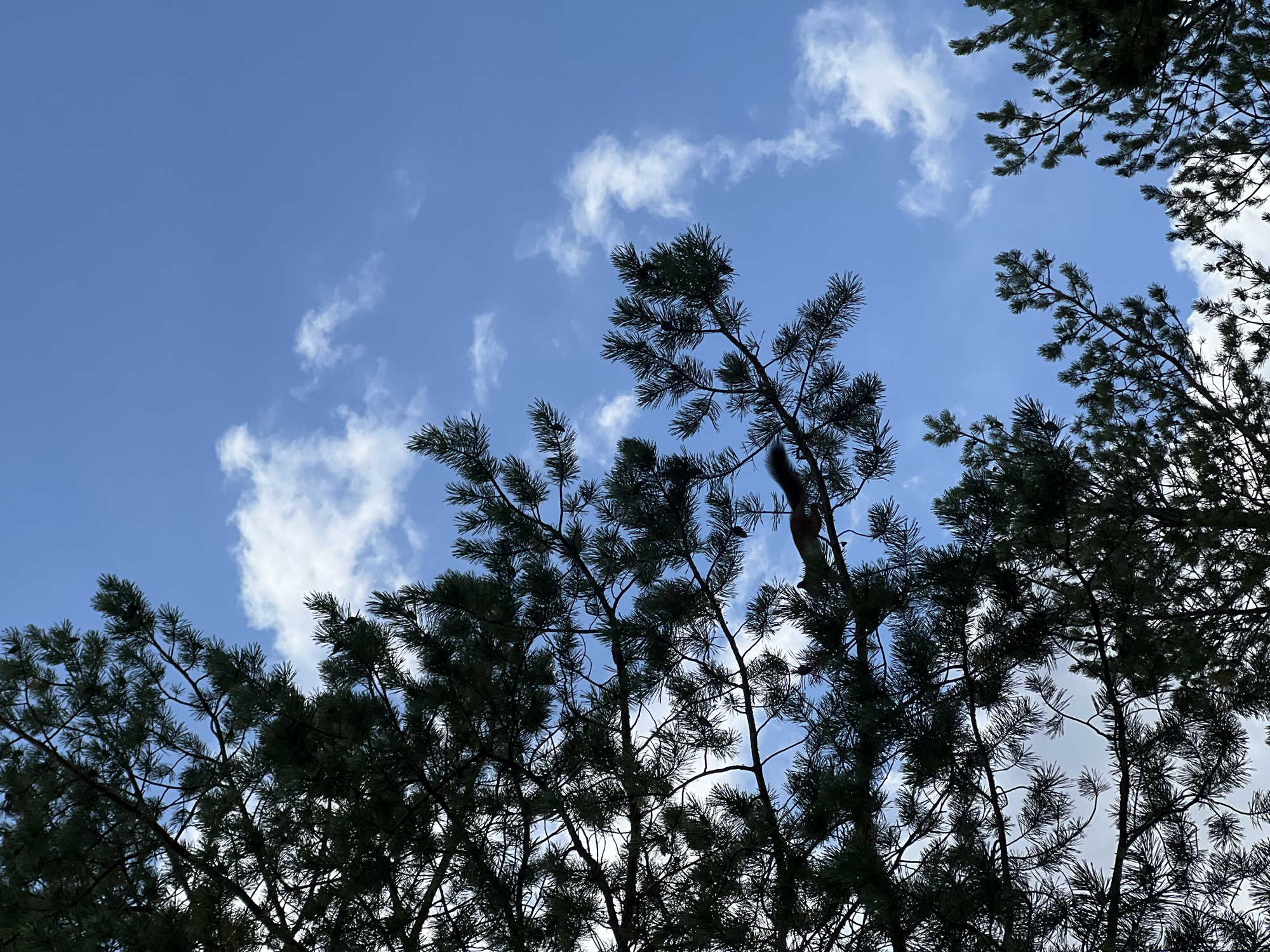The image depicts a close-up view of pine branches silhouetted against a bright blue sky with scattered white clouds. A squirrel is visible on a branch in the mid-right portion of the frame, its dark fur contrasting with the lighter background. The pine needles are dense and extend across the frame, obscuring parts of the sky. The lighting suggests it is daytime, with the sun likely positioned behind the viewer, creating the silhouetted effect of the trees. The overall scene conveys a natural outdoor environment. The location is the city of Surgut, Russia.