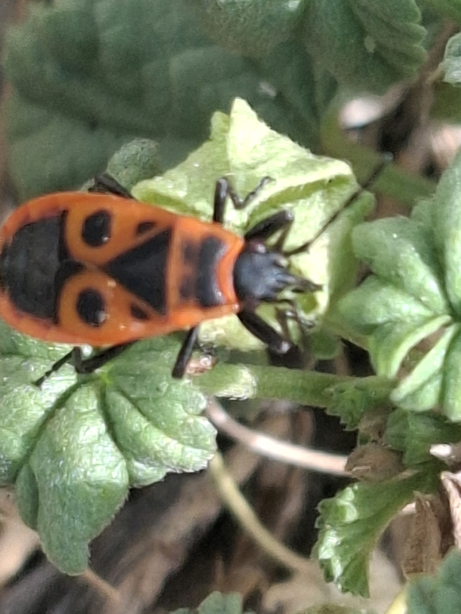 A close-up, top-down view of a red and black insect, likely a firebug, is centered in the frame, resting on green foliage. The insect's distinctive markings, resembling a black triangle and two black circles on an orange body, are clearly visible. The surrounding environment consists of lush, green leaves, some appearing glossy and slightly textured, with hints of brown organic matter in the background. The lighting suggests it is daytime, possibly in a natural or garden setting. The image does not depict any specific location in Almaty, Kazakhstan.