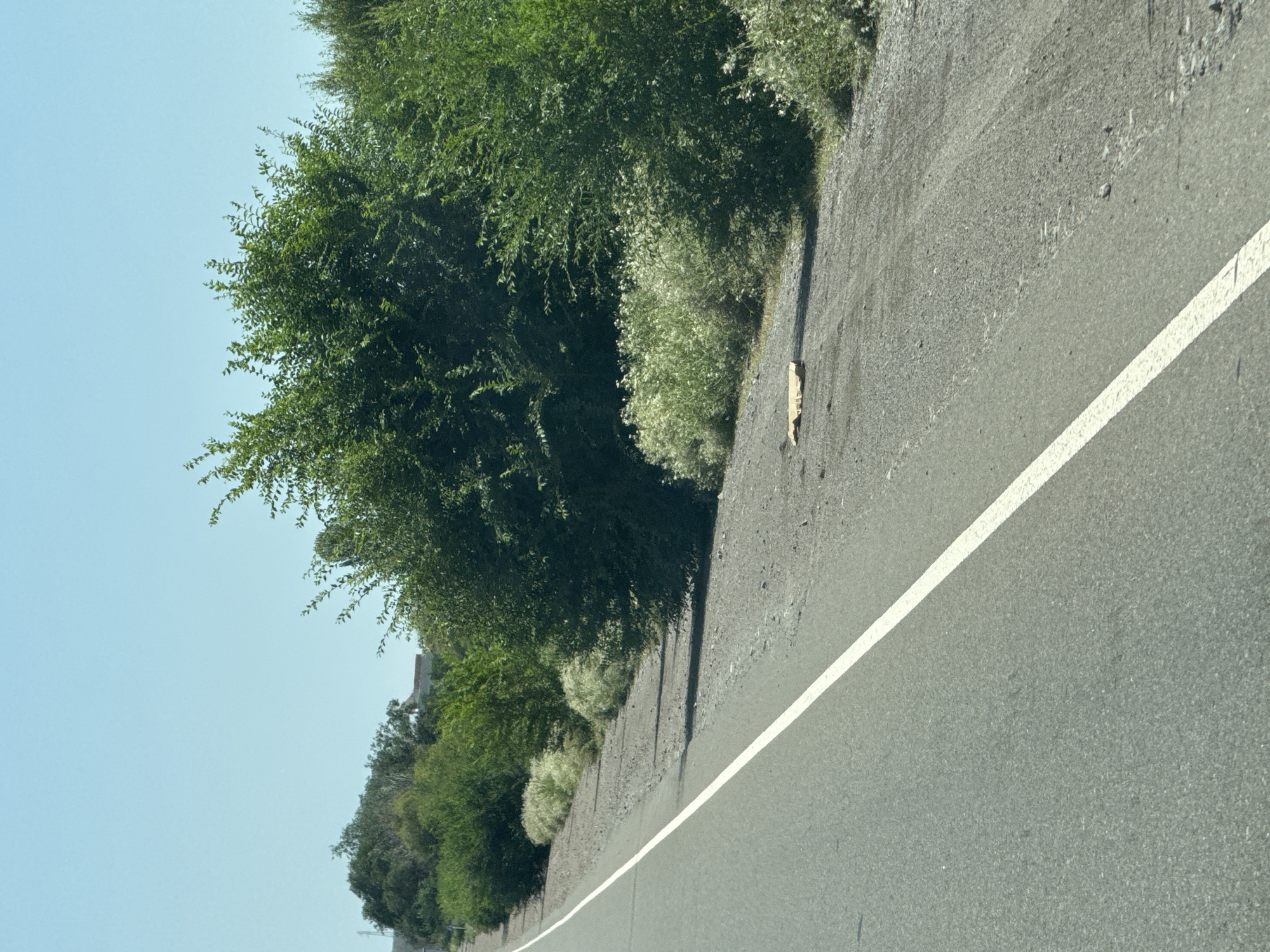 The image shows a paved road with a white line marking the edge of the lane. The road runs alongside a roadside embankment covered with gravel and vegetation. Dense green bushes and trees line the embankment, with some lighter, feathery plants growing closer to the road. The sky above is a clear, pale blue. In the middle distance, there appear to be some buildings or structures partially obscured by trees. A single, flat, light-colored object, possibly cardboard, lies on the gravel shoulder of the road. The scene depicts a rural or semi-rural roadside environment.