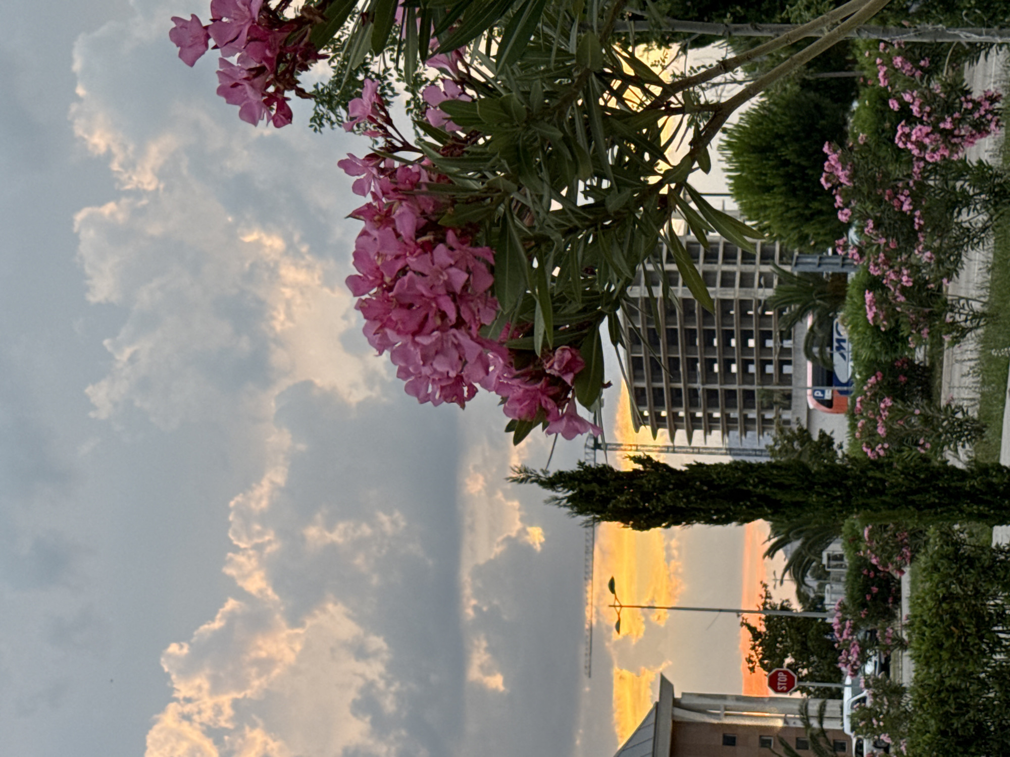 The image captures a street scene in Bar, Montenegro during a sunset. In the foreground, a cluster of vibrant pink oleander flowers is prominently featured. Behind the flowers, a tall, slender cypress tree stands to the left of a partially constructed building, its skeletal frame silhouetted against the sky. In the distance, a construction crane is visible, further emphasizing the ongoing development in the area. The sky is filled with dramatic clouds, tinged with orange and yellow from the setting sun. A red "STOP" sign is mounted on a pole near the left edge of the frame, adjacent to a building. The overall impression is one of urban development amidst natural beauty, with the sunset casting a warm glow over the scene.