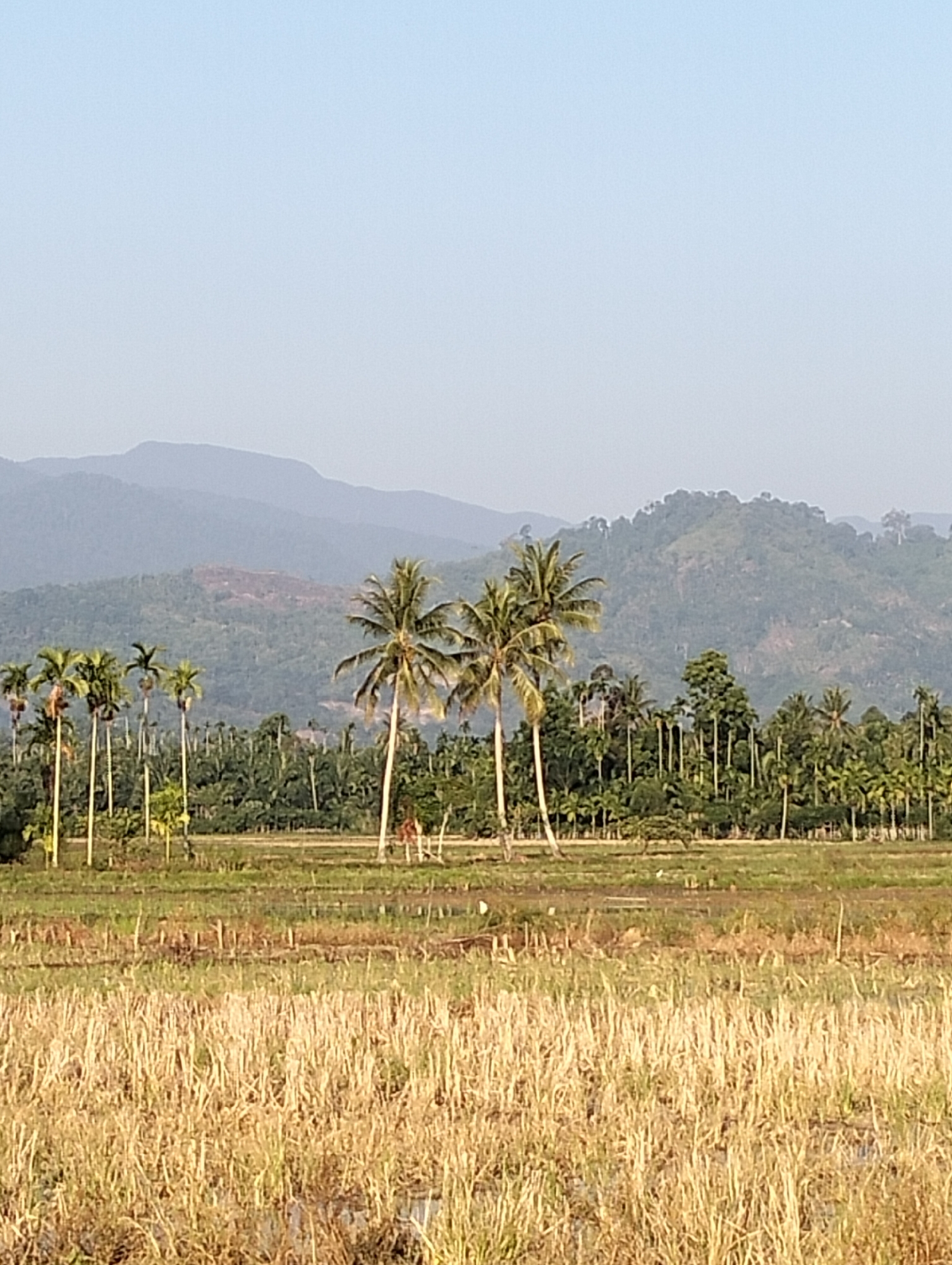 A landscape photograph taken in Meunasahalue, Indonesia, features a rural scene dominated by agricultural fields and lush vegetation. The foreground is a field of dry, harvested rice stalks, indicative of recent agricultural activity. Beyond this, a second field of green grass with some visible water suggests a transition or preparation phase for new crops. A dense line of palm trees and other tropical foliage forms a midground barrier, separating the fields from the mountainous backdrop. Several tall palm trees are prominent in this line, with their fronds reaching towards the sky. In the background, layers of hazy, blue-green mountains recede into the distance under a clear, pale blue sky. The overall impression is one of a serene, rural environment, likely captured during daylight. There are no people or animals clearly visible in the frame.