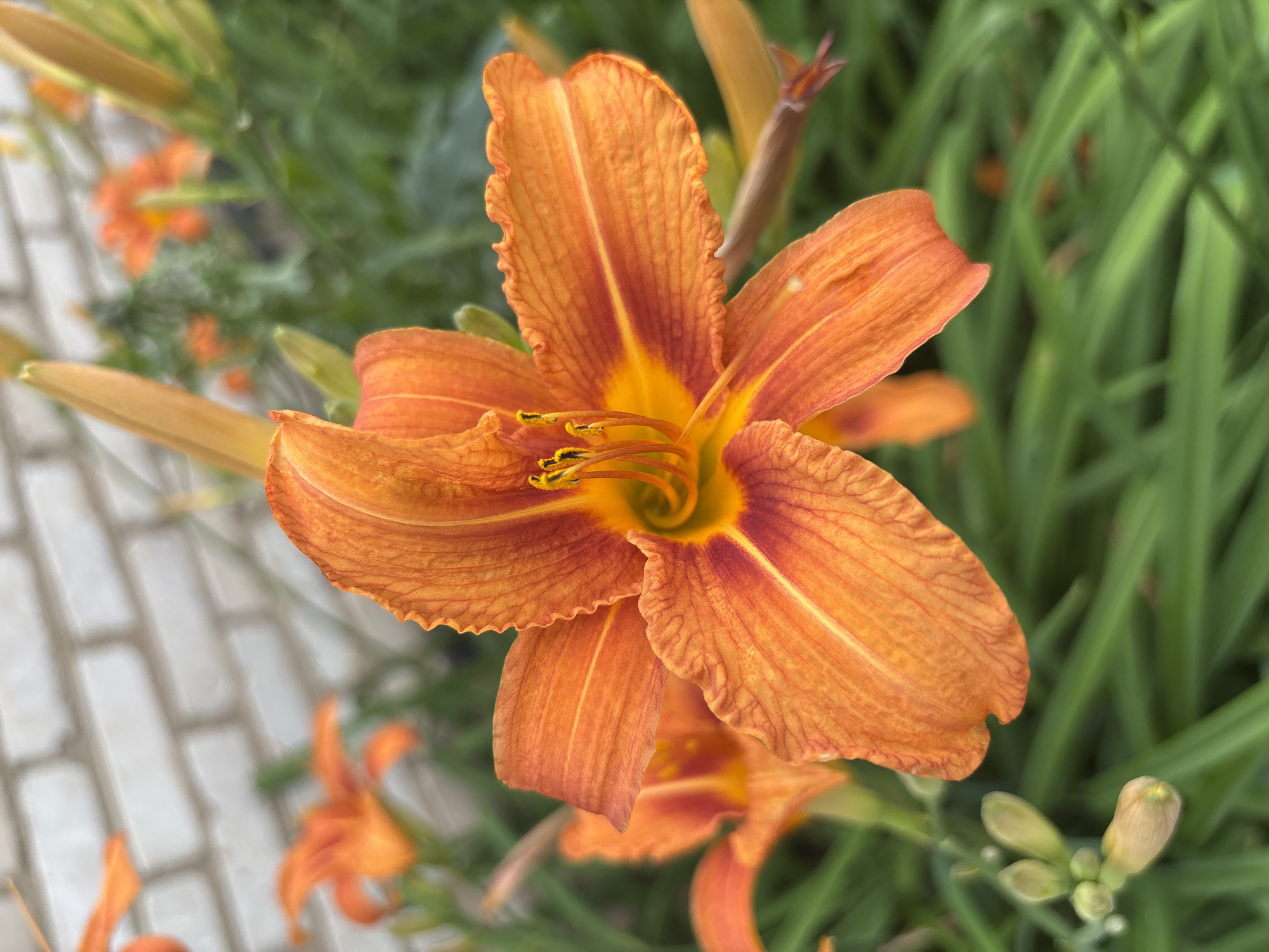A close-up shot captures an orange daylily in bloom, its petals unfurling to reveal a vibrant center. The flower is positioned in the foreground, with its textured orange petals radiating outwards. In the background, a blurred brick wall and lush green foliage suggest an outdoor setting, possibly a garden or park. The image appears to have been taken in the city of Novokangyshevo, Russia, though no specific details about the immediate surroundings can be inferred from the provided visual information.