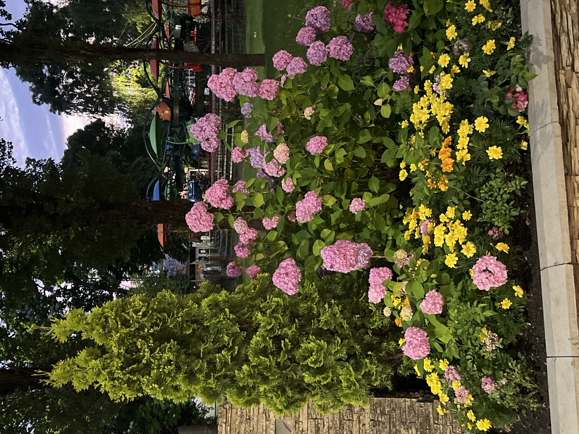 The image depicts a vibrant flowerbed in front of a stone wall, featuring a tall, green evergreen tree on the left. The flowerbed is densely populated with various blooms, including large clusters of pink hydrangeas and smaller yellow and orange flowers, possibly marigolds. In the background, trees and what appears to be a small amusement park ride with colorful pods are visible under a twilight sky. The scene is set outdoors, likely in a park or garden setting within the city of Krasnodar, Russia, given the context of the amusement park. The lighting suggests it is late evening or early morning. There are no people visible in the image.
