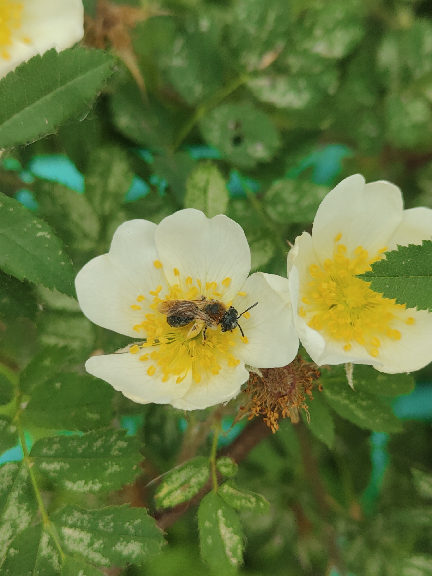 A bee is foraging on the stamen of a white wild rose. The flower is in bloom, with delicate white petals and bright yellow stamens. The bee is covered in pollen. The background is a blur of green leaves and stems, indicating an outdoor setting, likely a garden or park in Chaikovsky, Russia. The image is taken from a close-up perspective, focusing on the bee and the flower.