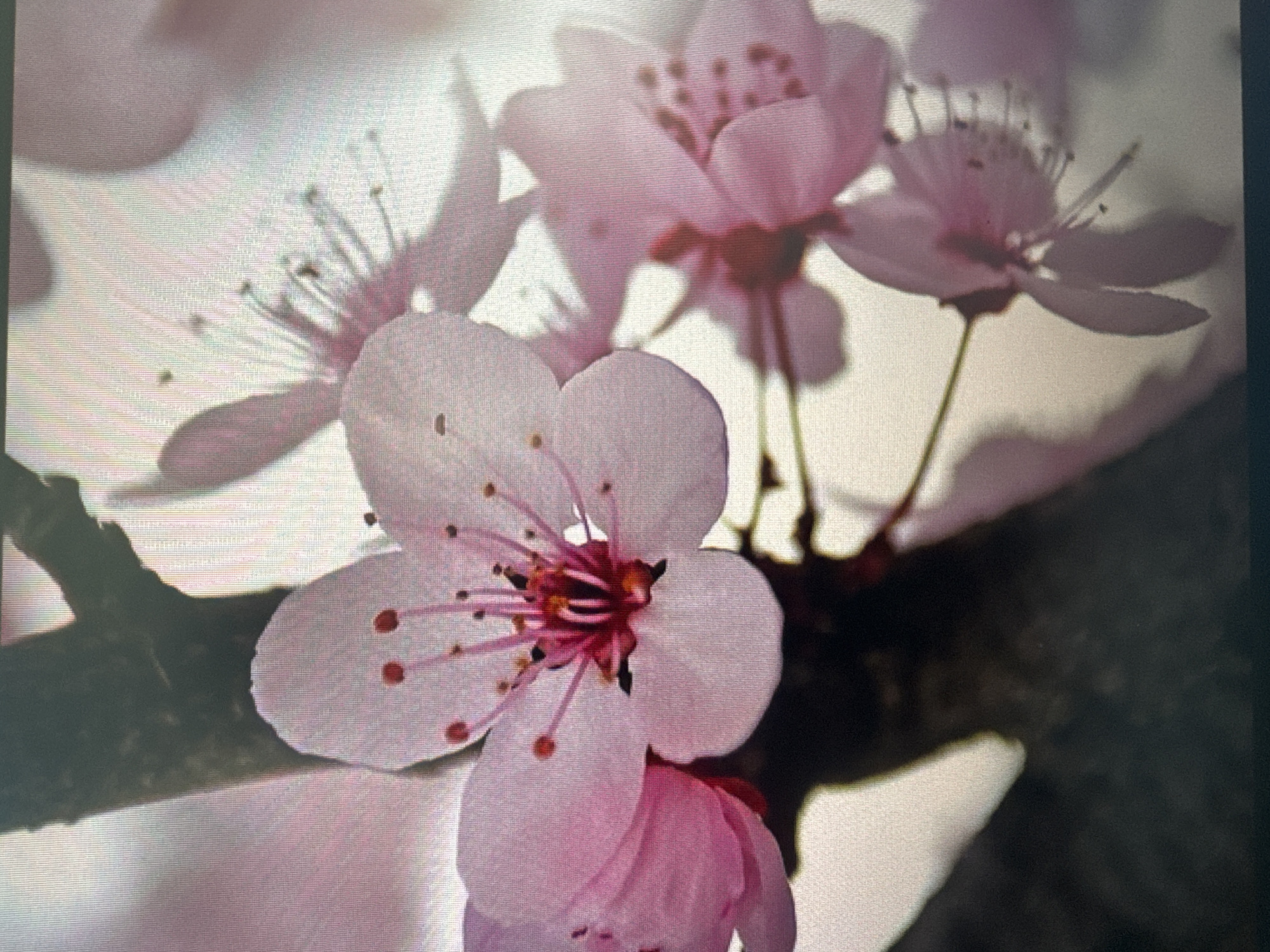 The image is a close-up of pink cherry blossoms on a tree branch. The blossoms have five petals, with some petals slightly overlapping. The center of the blossoms features delicate stamens with red tips. The branch is dark and textured. The background is a softly blurred white and light pink, suggesting a bright, possibly sunny, outdoor environment. The image composition focuses tightly on the flowers, highlighting their delicate details. The scene is entirely natural, depicting a close-up view of flowering trees, and does not contain any elements that would suggest a specific location within Tashkent, Uzbekistan.