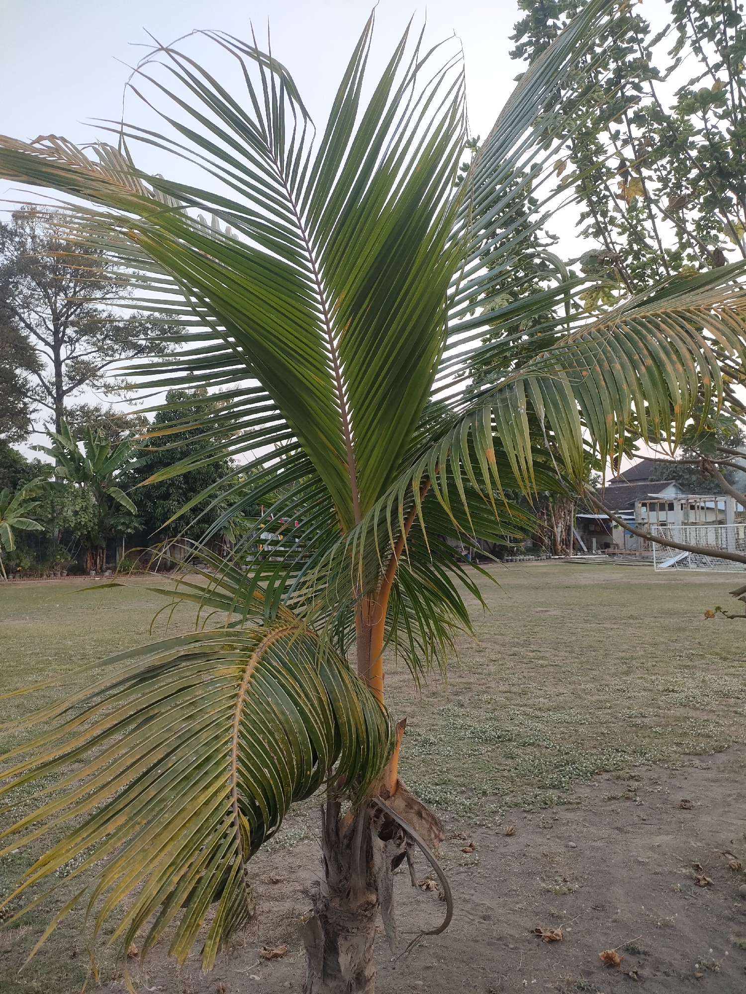 The image depicts an outdoor scene in what appears to be a park or open field. In the foreground, a young coconut palm tree with lush green fronds stands prominently. The fronds are long and feathery, with some showing slight yellowing at the tips. The trunk of the palm is rough and brown, showing signs of age and growth.
Behind the palm tree, the ground is covered in dry grass and scattered leaves. The middle ground features a grassy field that extends into the background. To the right, there are trees with dense foliage, and beyond them, a building complex with a light-colored facade and a white structure resembling a goalpost or sports equipment. The sky above is a pale, overcast gray, suggesting it might be early morning or late afternoon. The overall environment appears to be natural and somewhat undeveloped, with a focus on vegetation and open space. The location is identified as Banguntapan, Indonesia.
