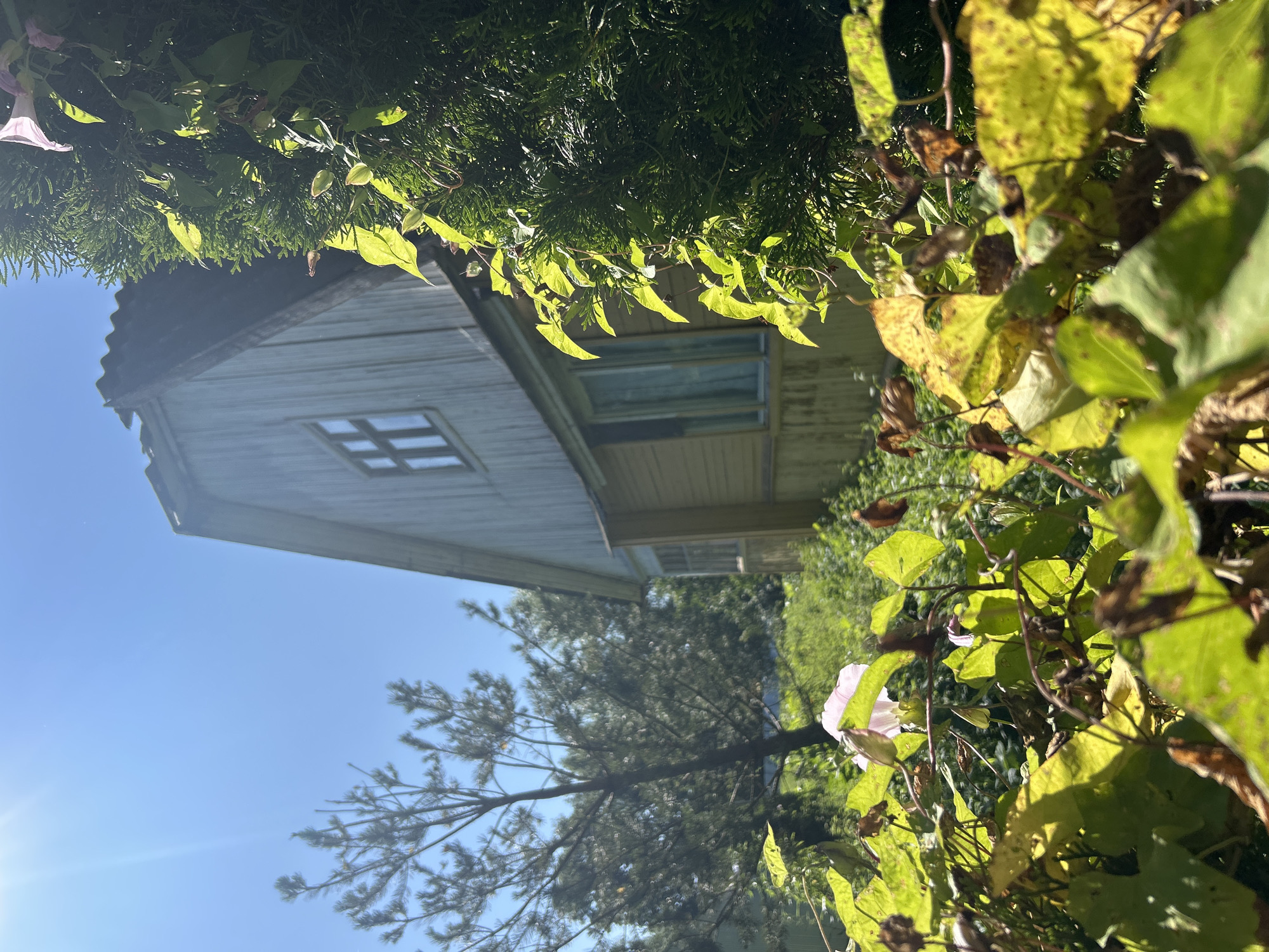 The image depicts a low-angle view of a wooden house in a rural setting, likely within the village of Kalitsino, Russia, given the provided location context. The house, painted yellow and light blue, has a gabled roof and a visible window with crossbars on the upper story. In the foreground, lush green foliage and vines with some yellowing leaves obscure the lower part of the house. A single pink flower is visible amidst the greenery. To the left, a tall pine tree stands against a bright blue sky, which is illuminated by strong sunlight causing lens flare in the upper left corner. A dark green, dense conifer is present on the right side of the frame, partially obscuring the house. The environment appears to be overgrown with vegetation, suggesting a somewhat unkempt or natural garden area surrounding the dwelling. No people or animals are present in the image.