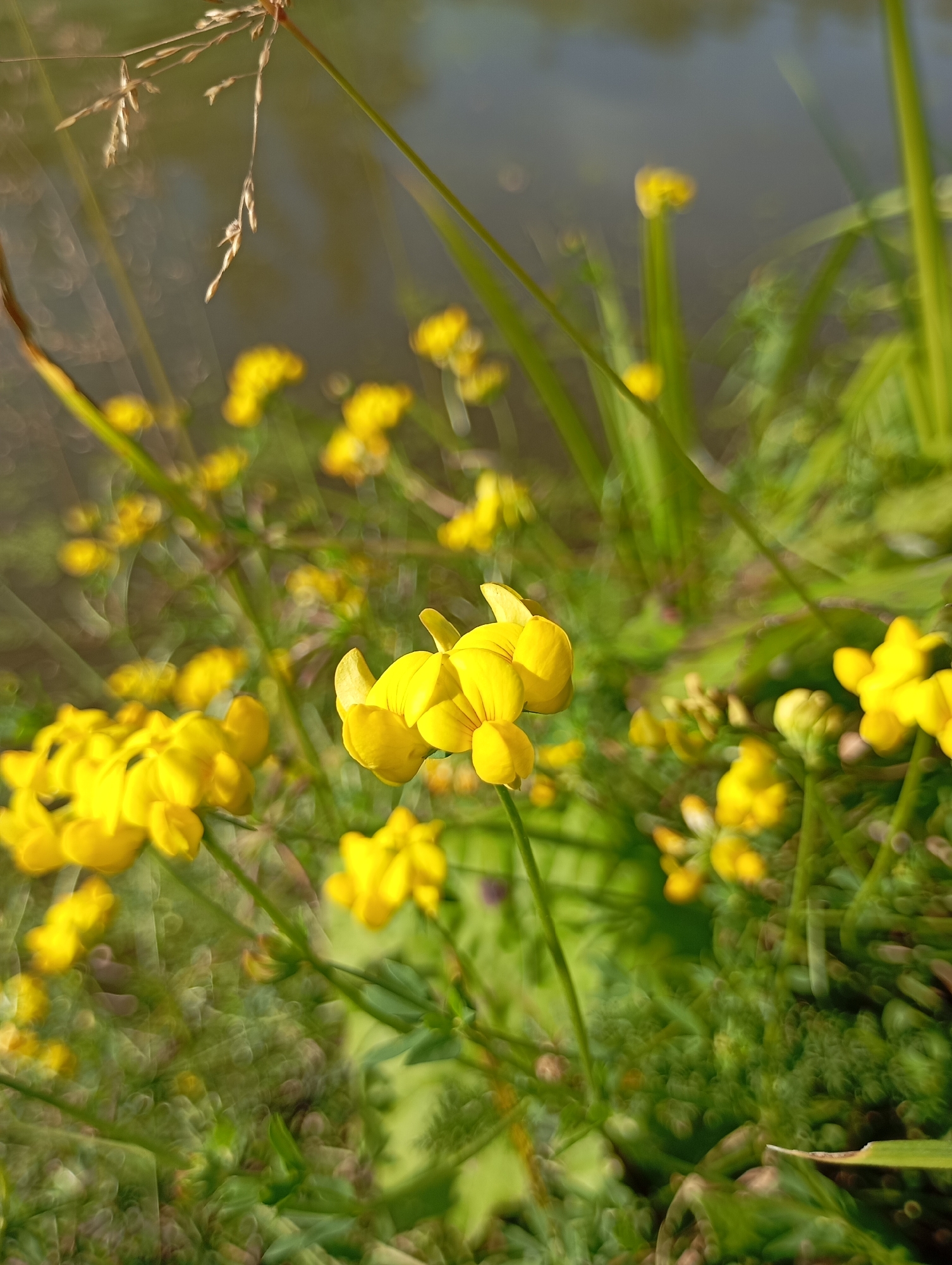 This is a close-up, vertical, shallow-depth-of-field photograph of yellow flowers in Malyi Bukor, Russia. The flowers are the primary subject, with several in sharp focus in the foreground and more blurred in the background. The flowers are small and trumpet-shaped, with multiple petals. They are on thin, green stems. The background is a blurry mixture of green foliage and a muted, dark body of water. The lighting suggests it is daytime, with sunlight catching some of the flowers and creating bokeh effects. There are no people or animals visible in the image. The overall impression is one of a natural, wild setting, likely a meadow or the bank of a body of water.