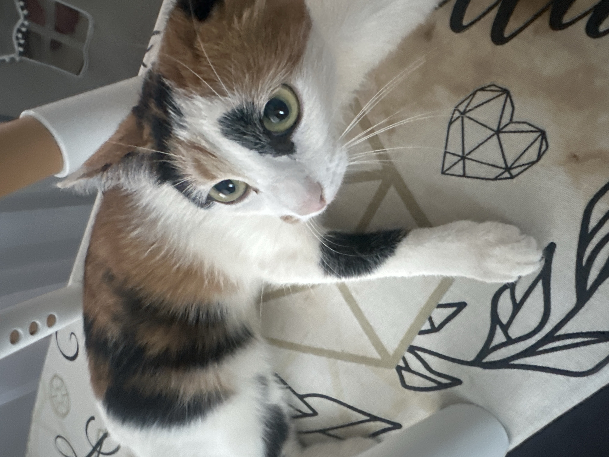 A calico cat with green eyes and a black patch on its face is lying on a surface with a geometric heart and leaf pattern. The location is unknown, and there's no evidence to suggest it is Гаревая, Russia. A white chair arm is visible in the background.