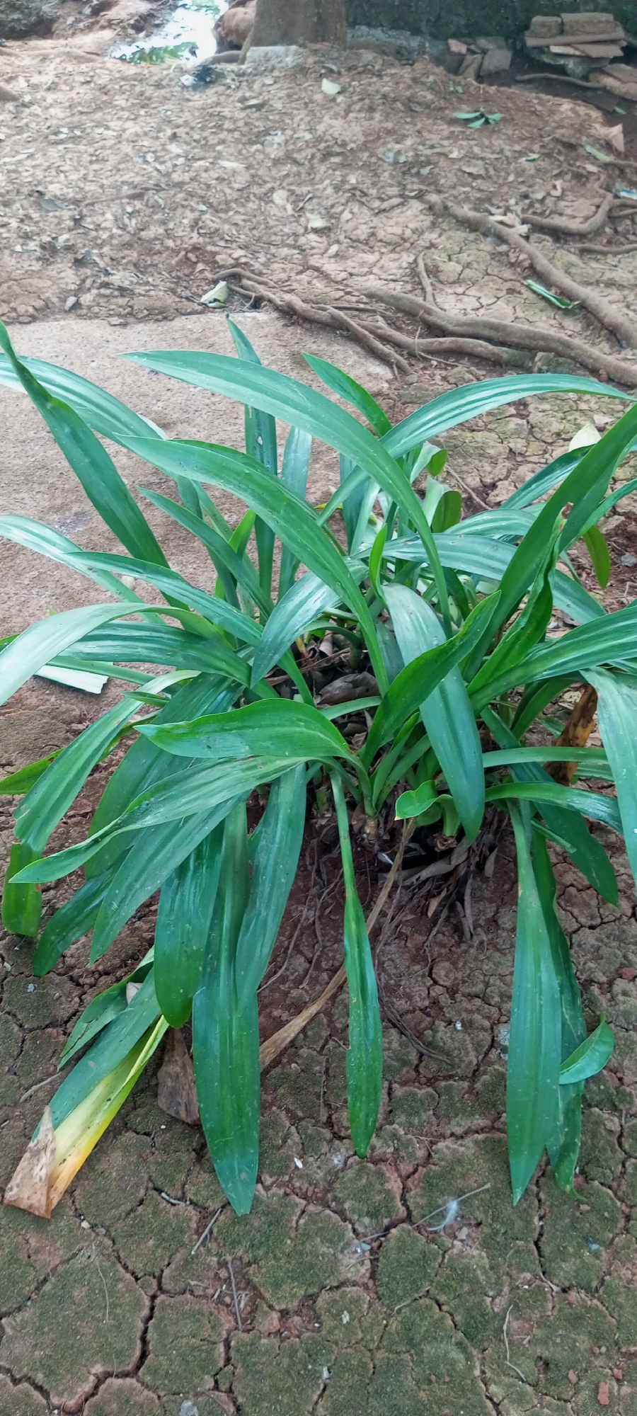 A medium shot captures a cluster of lush green pandan plants growing in dry, cracked earth. The plants have long, strap-like leaves that arch and fan outwards from a central base. The soil around the plants is a reddish-brown, with visible roots and some dry leaves scattered on the surface. In the background, the ground appears to be covered in more dry soil and debris, with some large tree roots exposed. The scene suggests an outdoor environment, likely in a tropical or subtropical climate, possibly in an uncultivated area or garden.