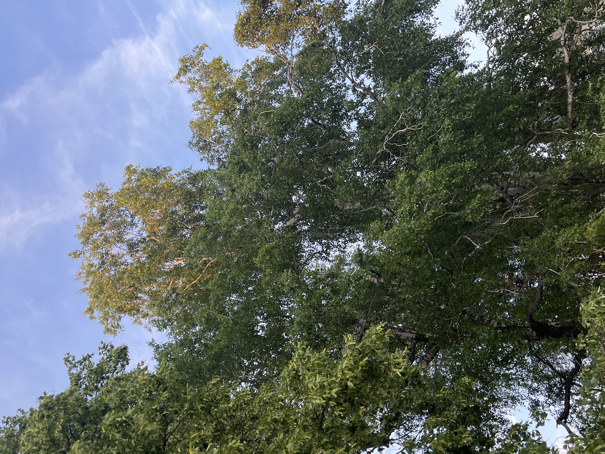 The image shows a low-angle view of several trees with green foliage against a sky with scattered clouds. The leaves on the trees are lush and dense, with some branches visible. The sky is a pale blue with wispy white clouds. The scene appears to be outdoors, possibly in a park or a wooded area. There are no people or specific structures visible in the frame, making it difficult to determine the exact location. The lighting suggests it could be late afternoon or early morning.
