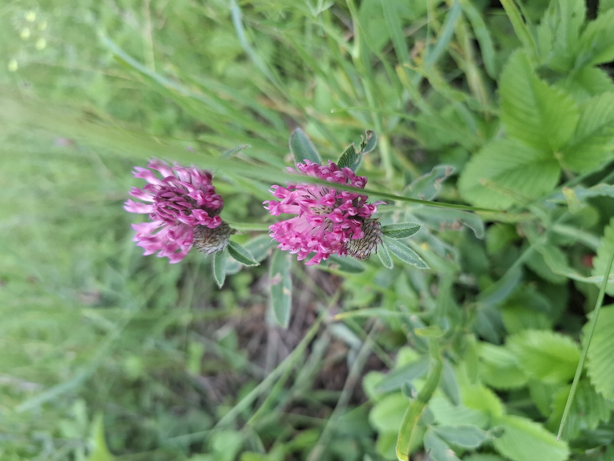 The image shows two pink clover flowers in a grassy, outdoor environment. The flowers are in focus, with the background of green grass and some brown earth blurred. The foreground also shows green clover leaves. The setting appears to be a natural or semi-natural area, possibly a field or park. There are no people or animals visible. The image is taken from a slightly low angle, looking up at the flowers. The lighting suggests it is daytime, with soft, natural light.