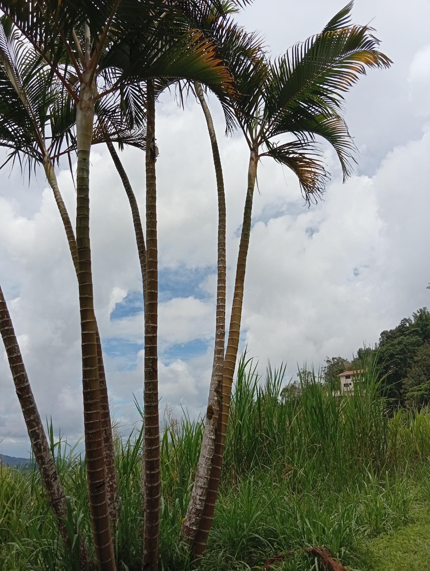 A cluster of tall, slender palm trees with segmented, brown trunks dominates the foreground of this outdoor, landscape photograph. The palm fronds, which are a deep green with some yellowing at the tips, arch upwards against a cloudy, pale blue sky. Behind the palm trees, a dense expanse of tall, green grass grows on a hillside. In the middle ground, a building with a light-colored facade and a terracotta roof is visible nestled among lush green trees on the crest of the hill. The scene appears to be situated in a semi-rural or elevated area of San Antonio de Los Altos, Venezuela, likely a residential or natural landscape setting. There are no people or animals visible in the image, and no discernable actions or interactions are taking place. The overall atmosphere is one of natural beauty under a potentially overcast sky.