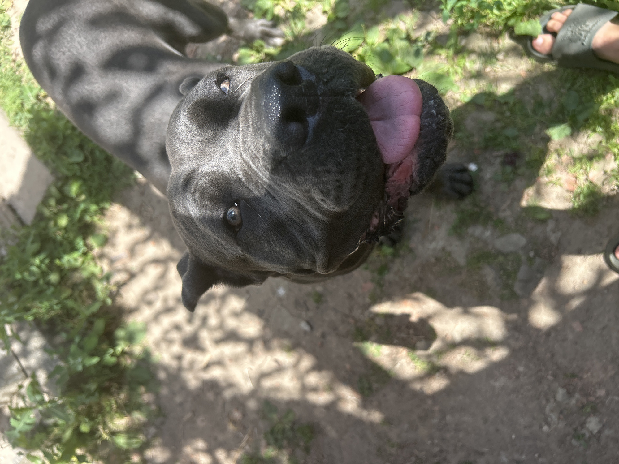 A close-up, overhead shot captures a dark gray dog, likely a Cane Corso due to its broad head and snout, panting with its pink tongue extended. The dog's eyes are dark and watchful, and its fur shows the dappled pattern of sunlight and shadow, suggesting it's outdoors in a yard or garden. The background consists of dirt and patches of green grass and vegetation, with dappled sunlight casting shadows on the ground. In the upper right corner, a human foot wearing a dark green slide sandal is visible, indicating the presence of a person with the dog. The overall impression is of a sunny day in a casual outdoor setting, possibly a backyard in Velykyi Trostianets, Ukraine. The dog appears alert and possibly playful, with its tongue out in a panting gesture. There is no visible text in the image.